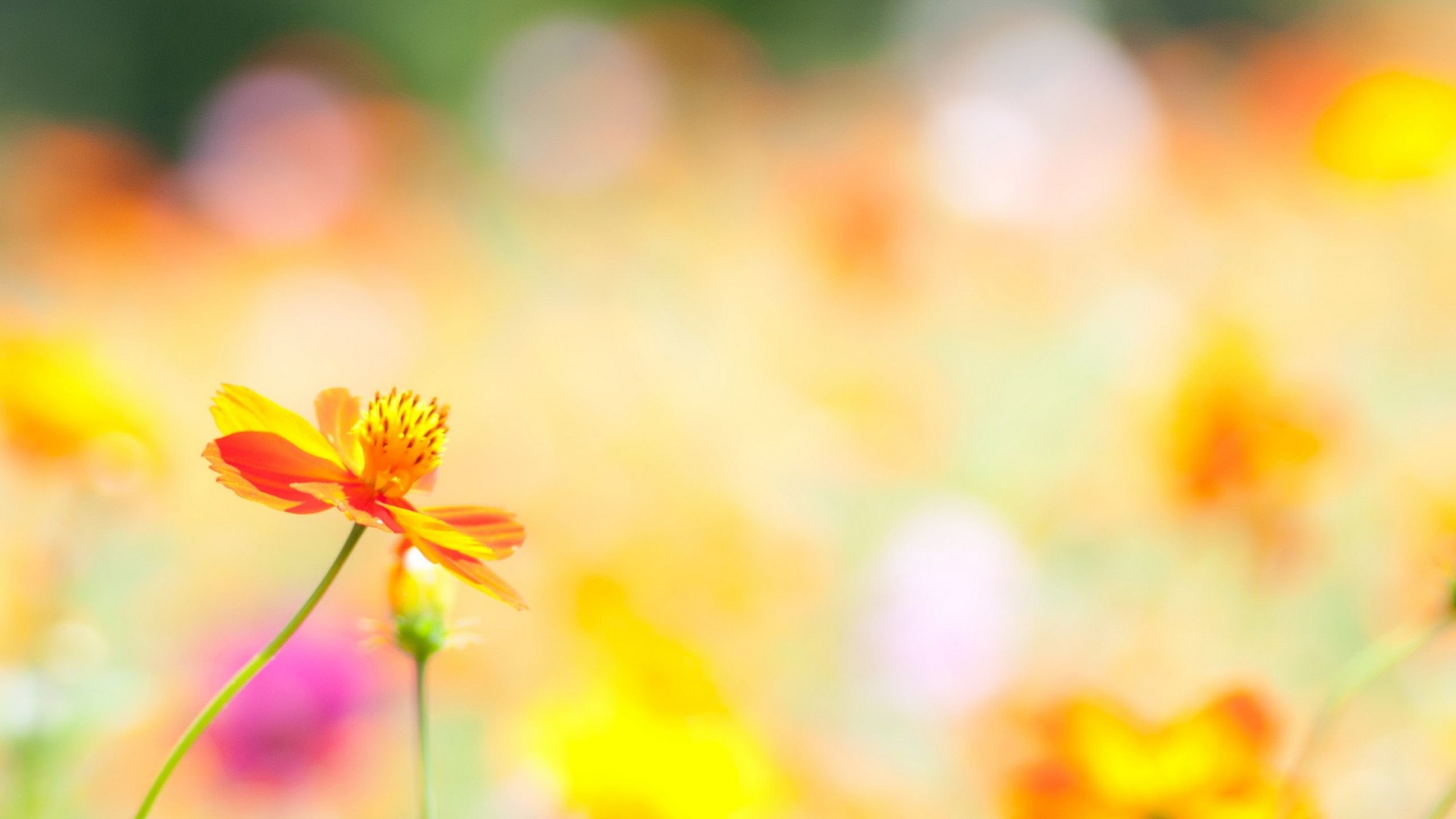 Summer Flower Backgrounds (54+ pictures)