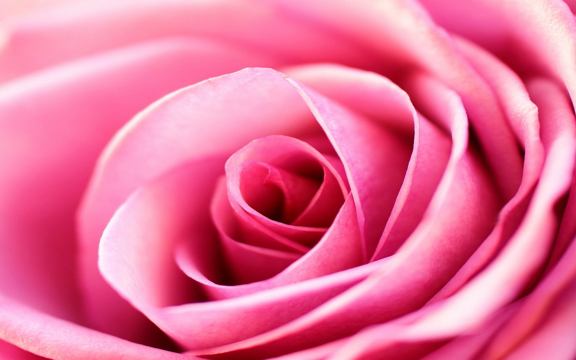 Light Pink Dark Roses Bouquet 4K HD Rose Wallpapers  HD Wallpapers  ID  62938