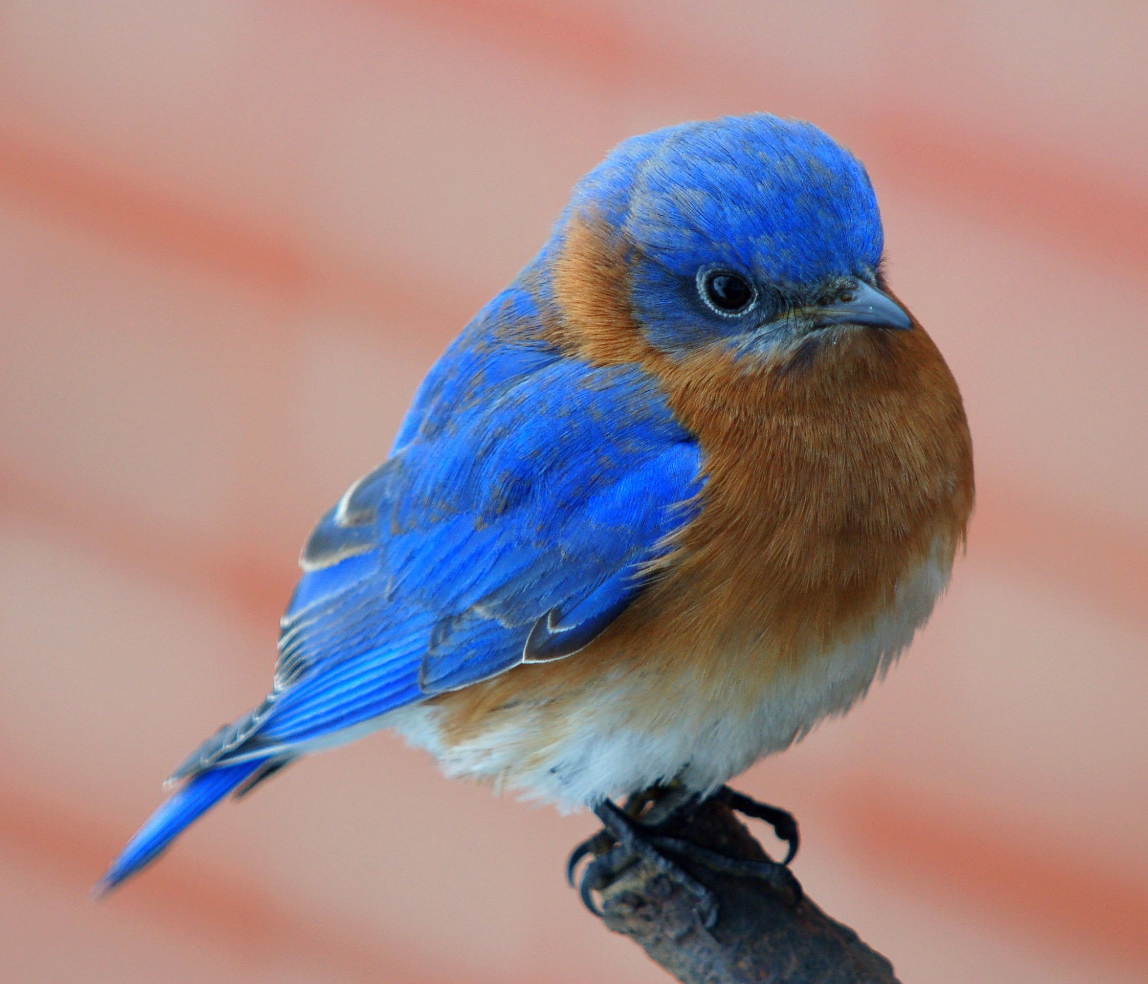 Bluebird passerine HD wallpaper download