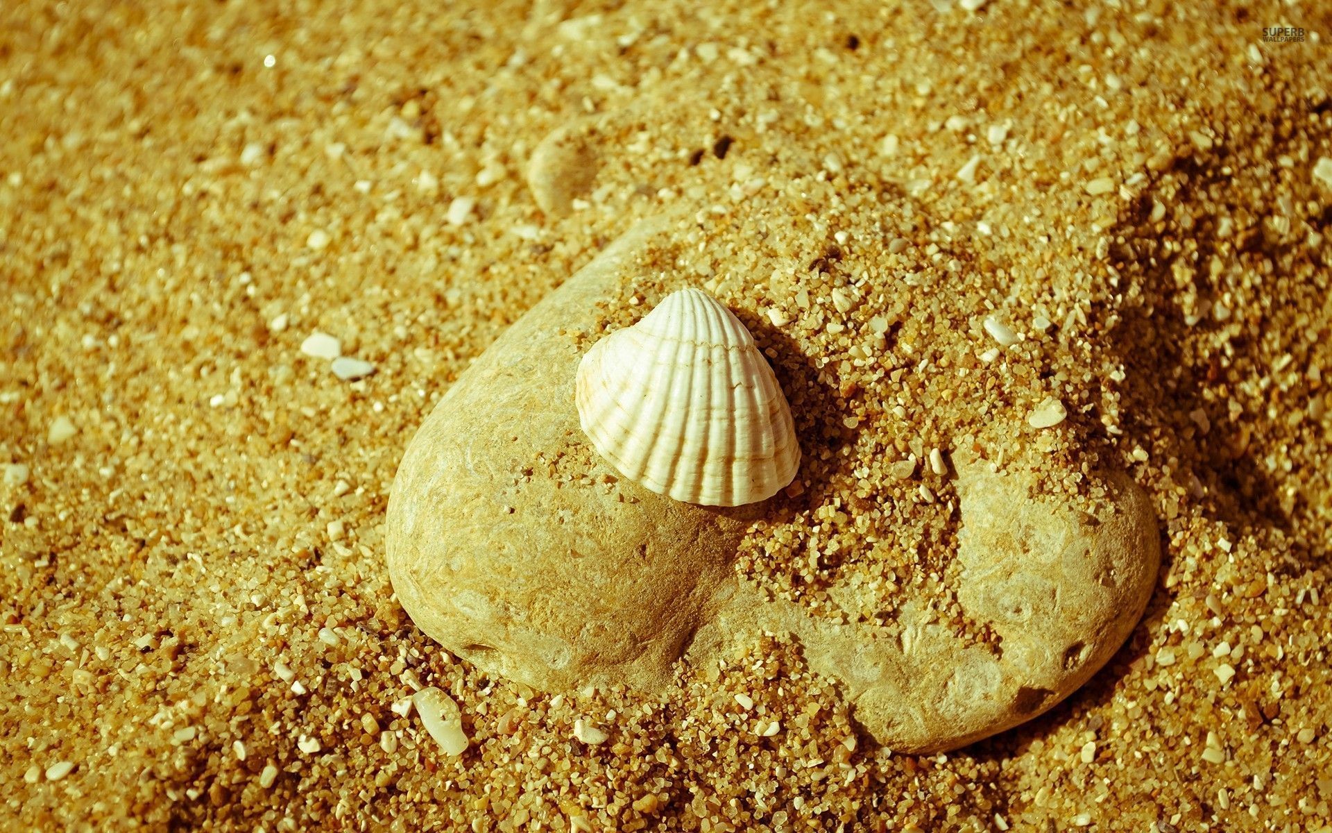 Shell stone. Море ракушки. Ракушки на песке. Ракушечник песок. Ракушки песок камушки.