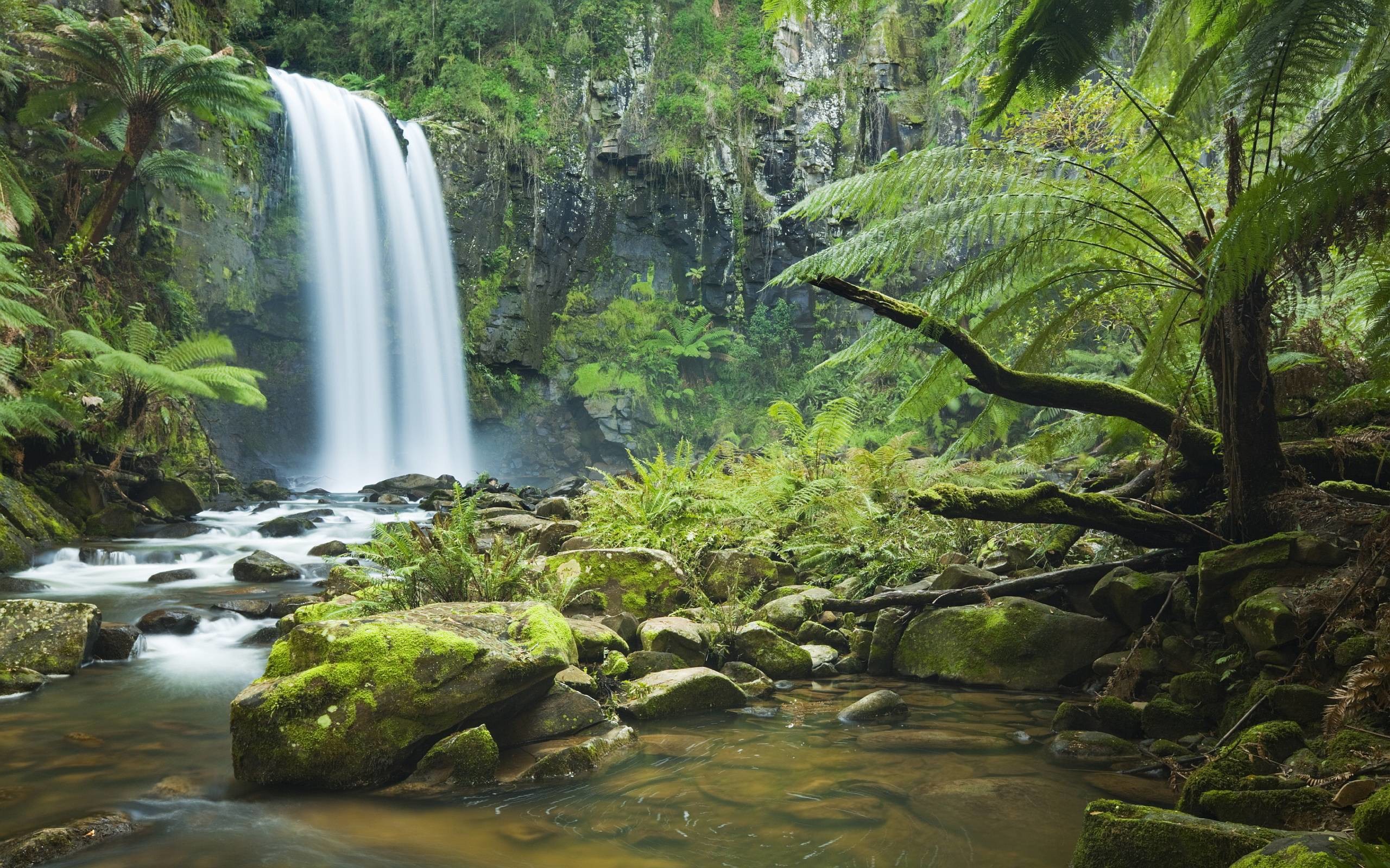 Rainforest Wallpapers - Full HD wallpaper search 2560x1600