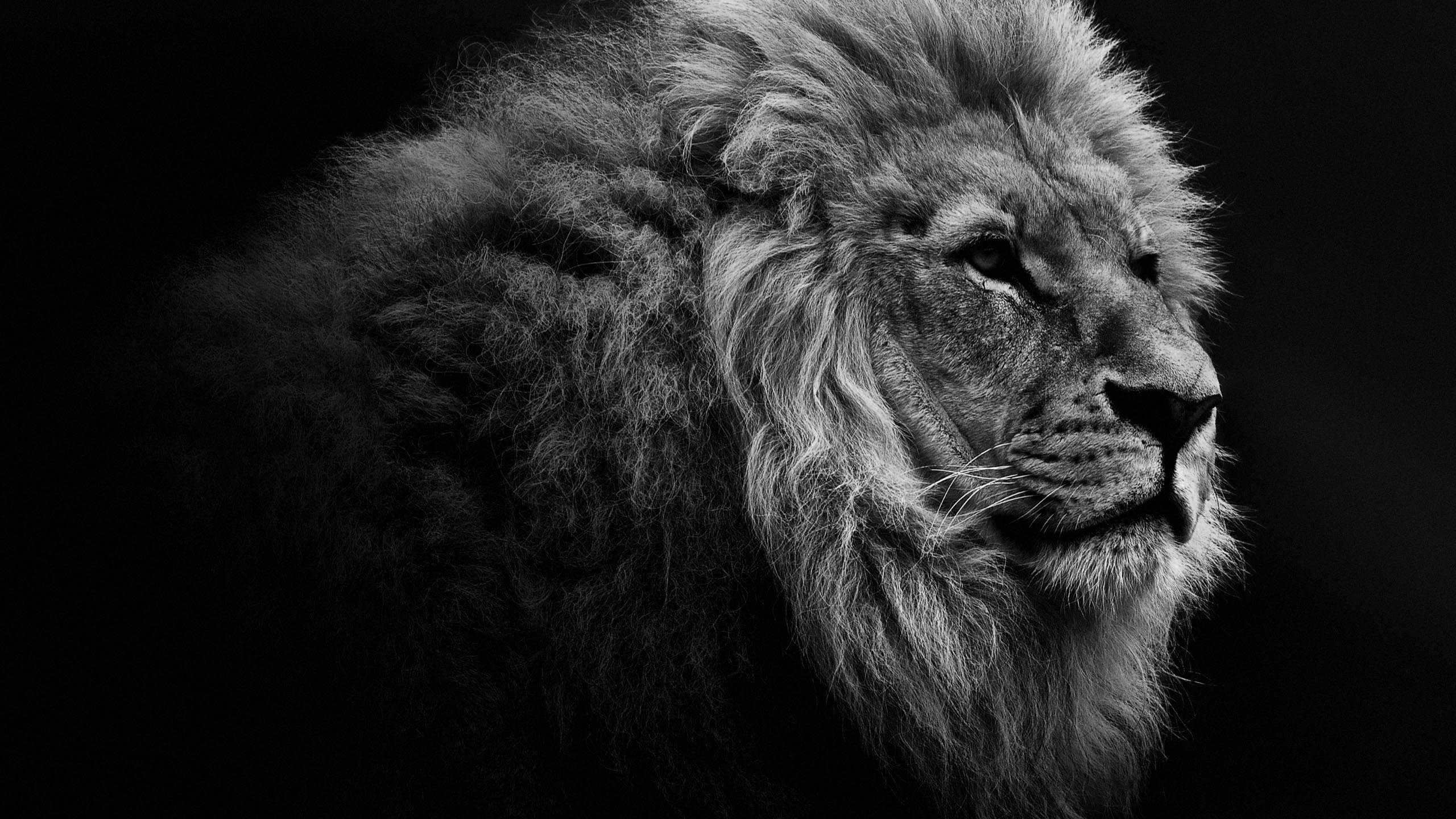 Lion Wallpaper Desktop 64 Pictures WallpaperSet