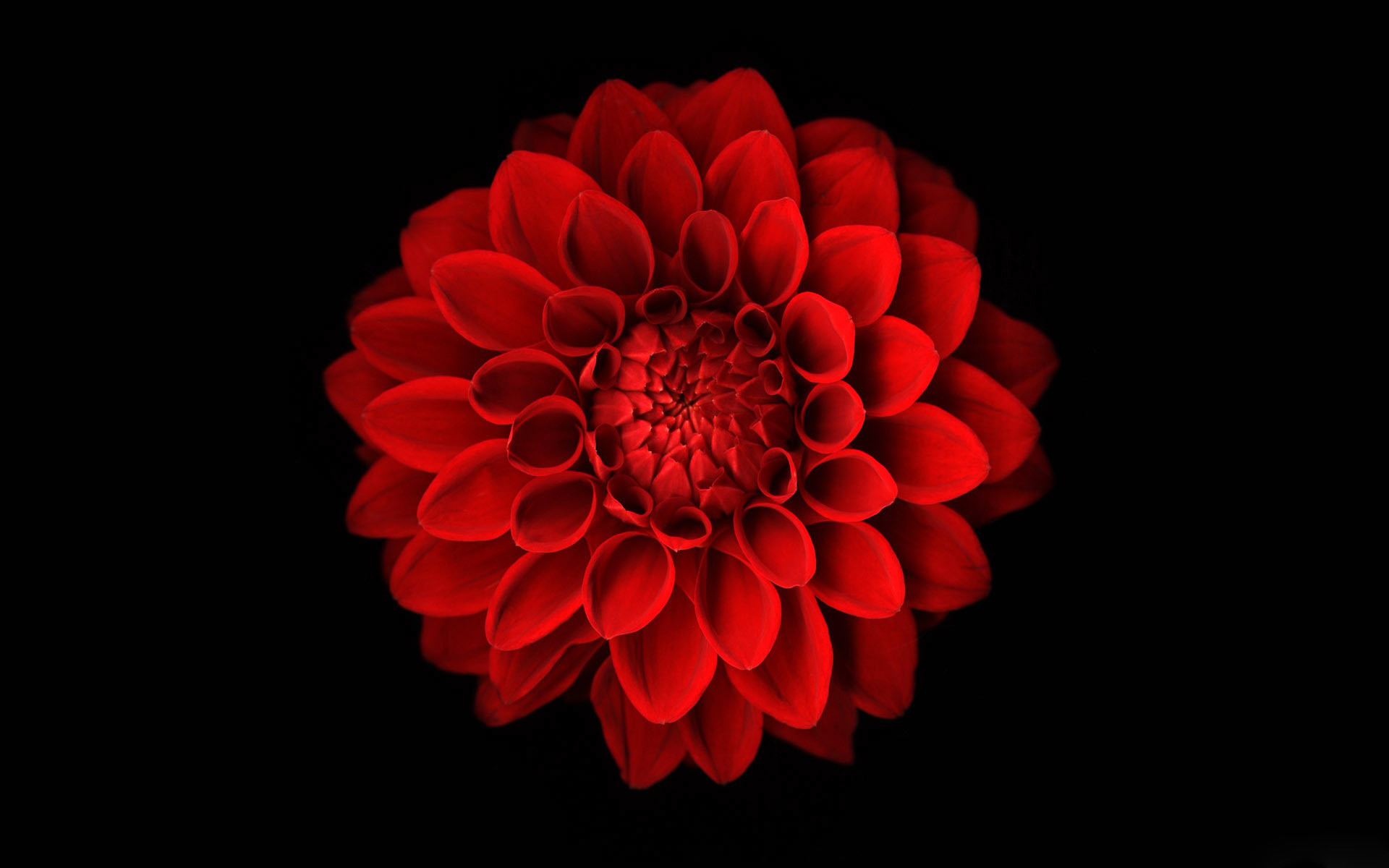 Red Flower Black Background (51+ pictures)