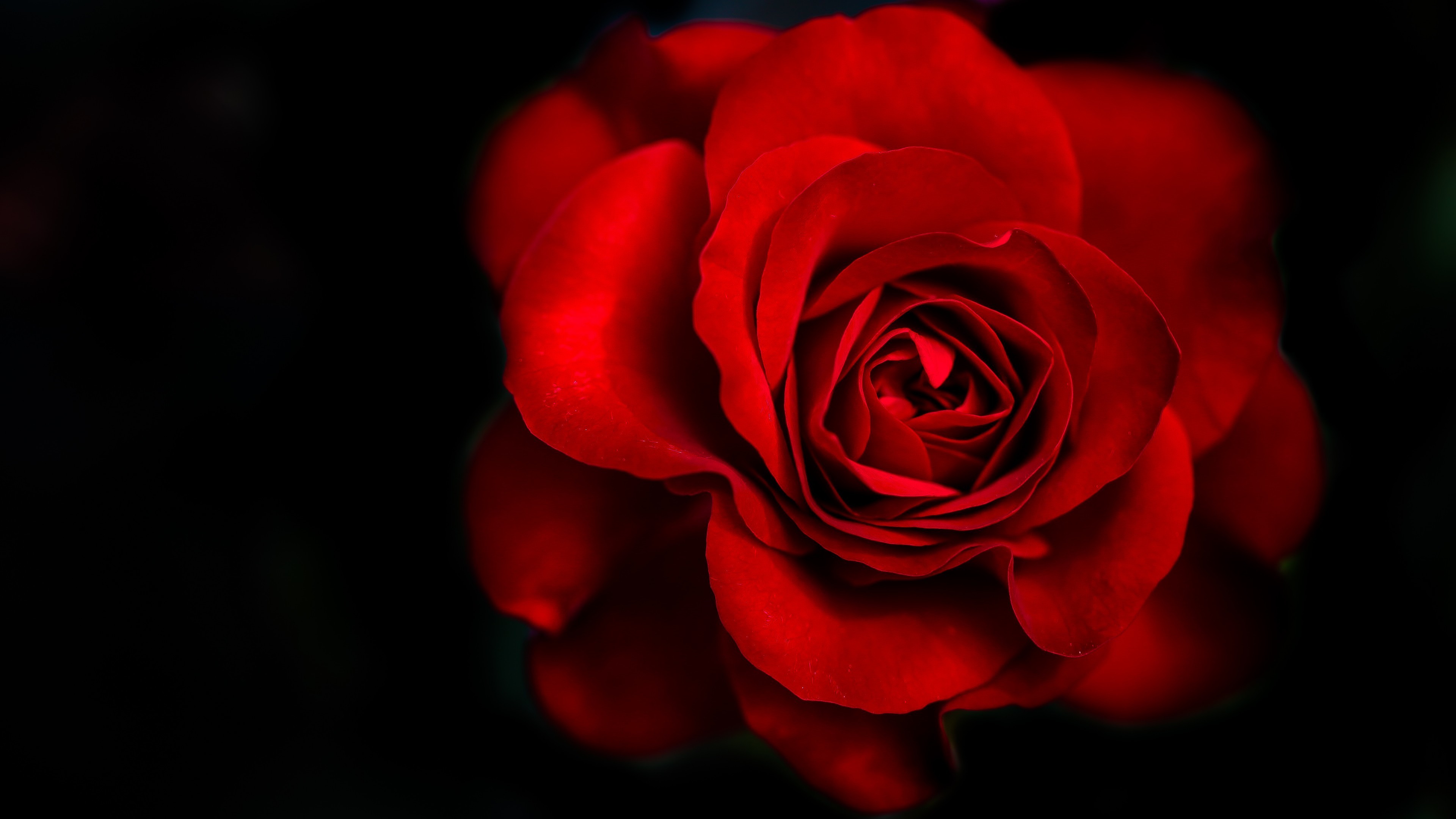 Red Flower Black Background (51+ pictures)