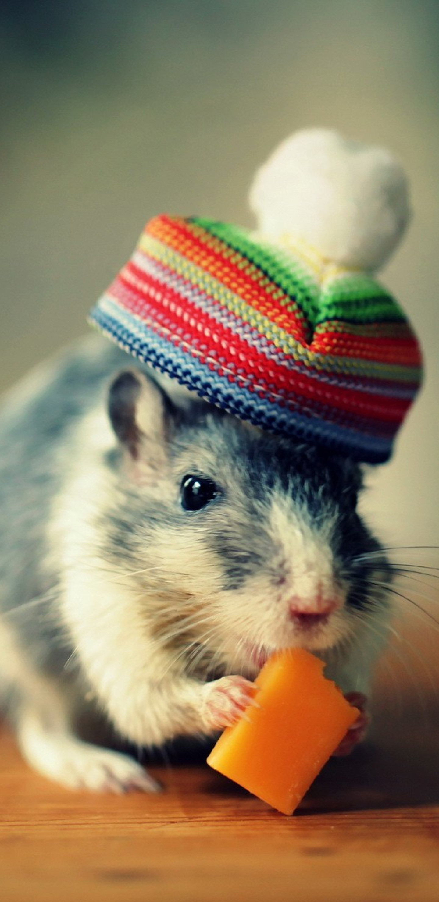 Meng pet cute hamster Galaxy S8 Wallpapers 1440x2960