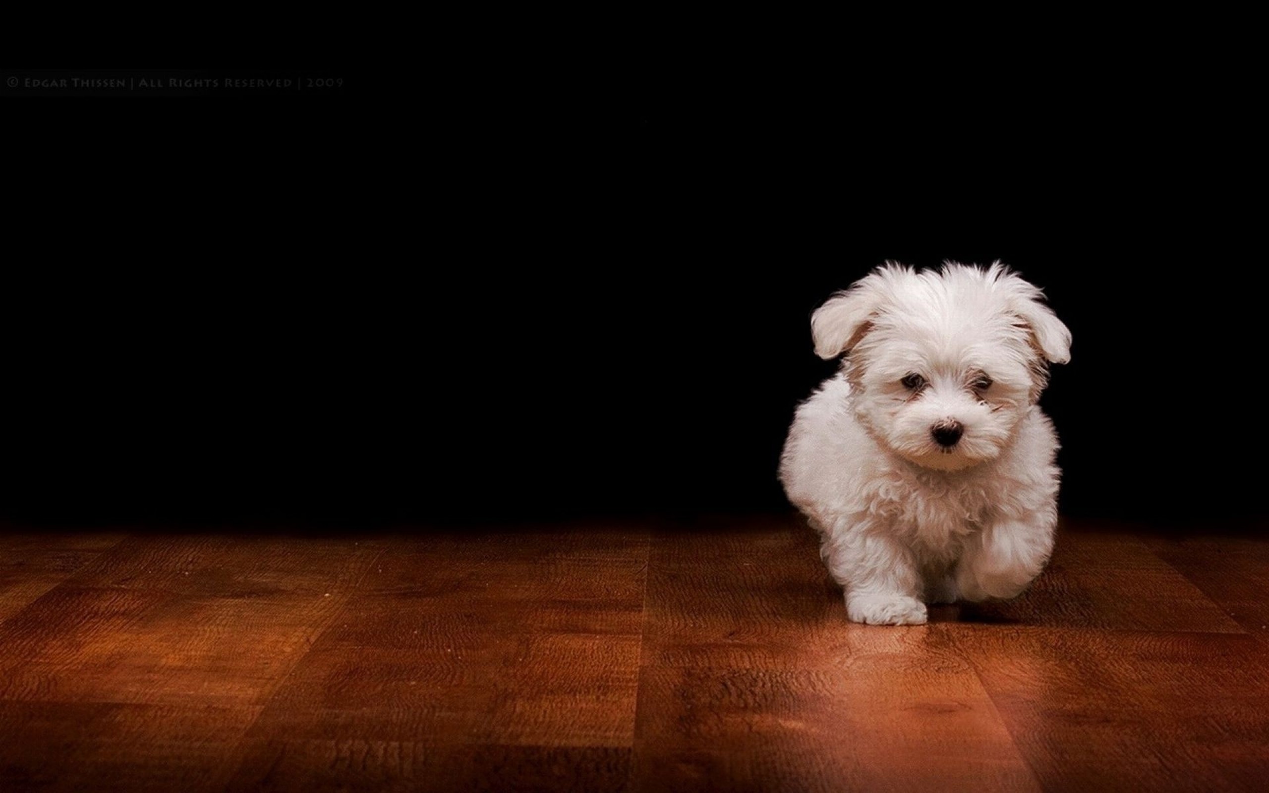 Dog Wallpaper For Walls - http://whatstrendingonline.com/dog-wallpaper Â·  Maltese PuppiesCute ... 2560x1600