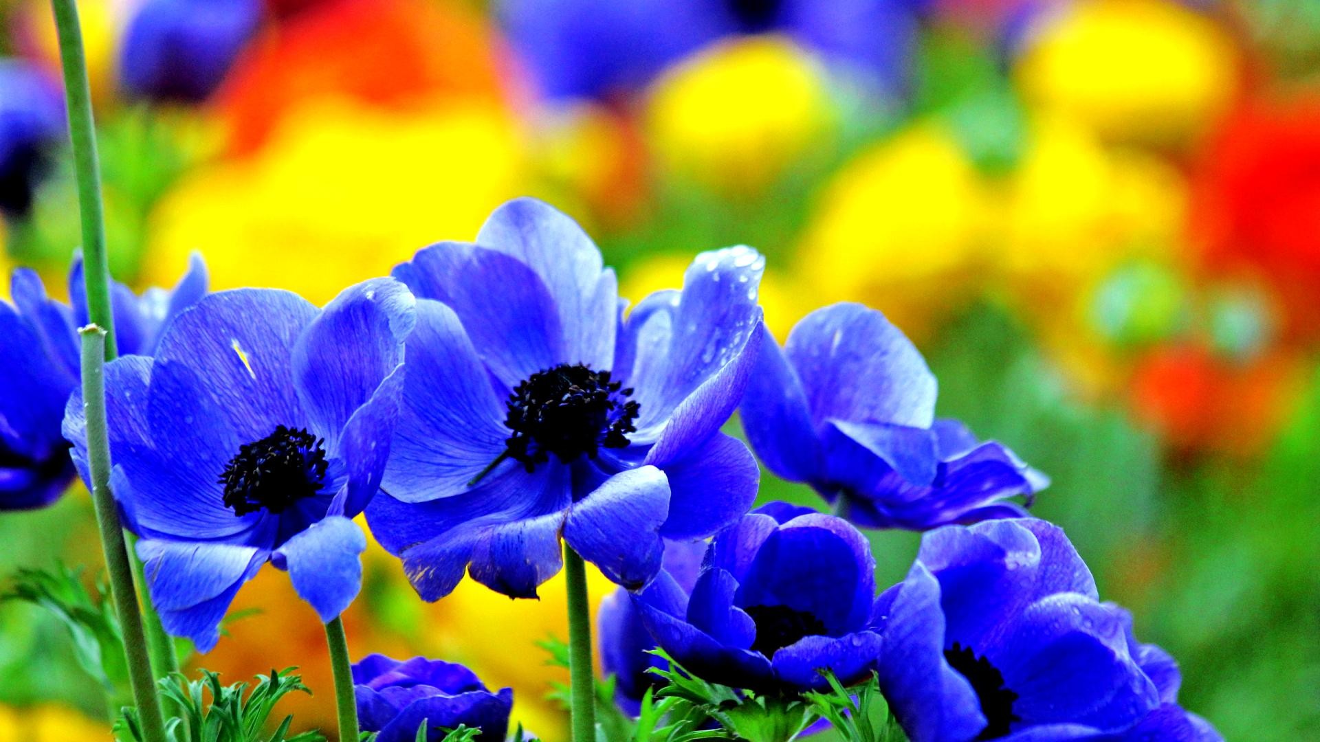 Colorful Flower Wallpaper (70+ pictures)