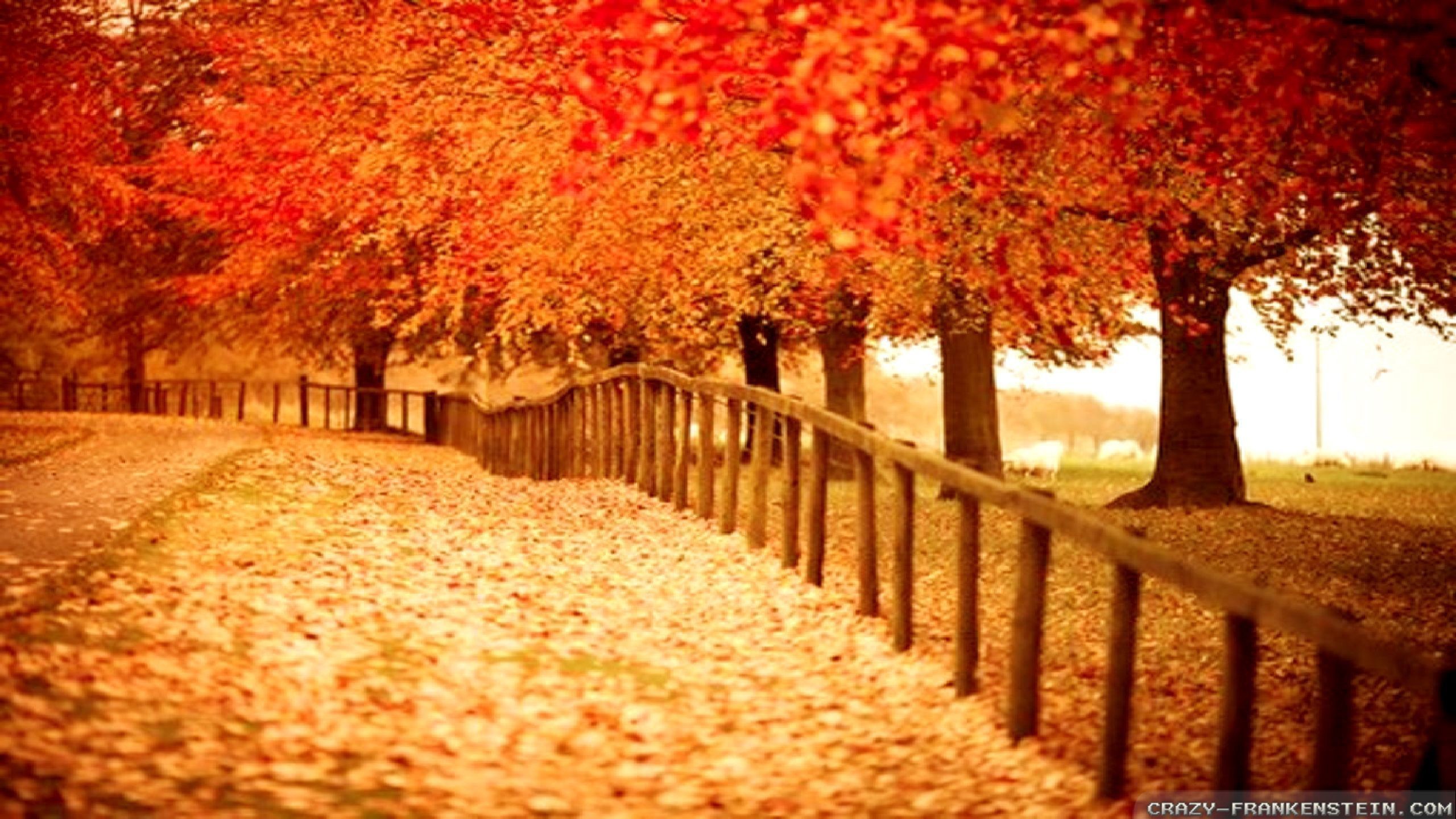 Fall Colors Wallpaper 60 Pictures