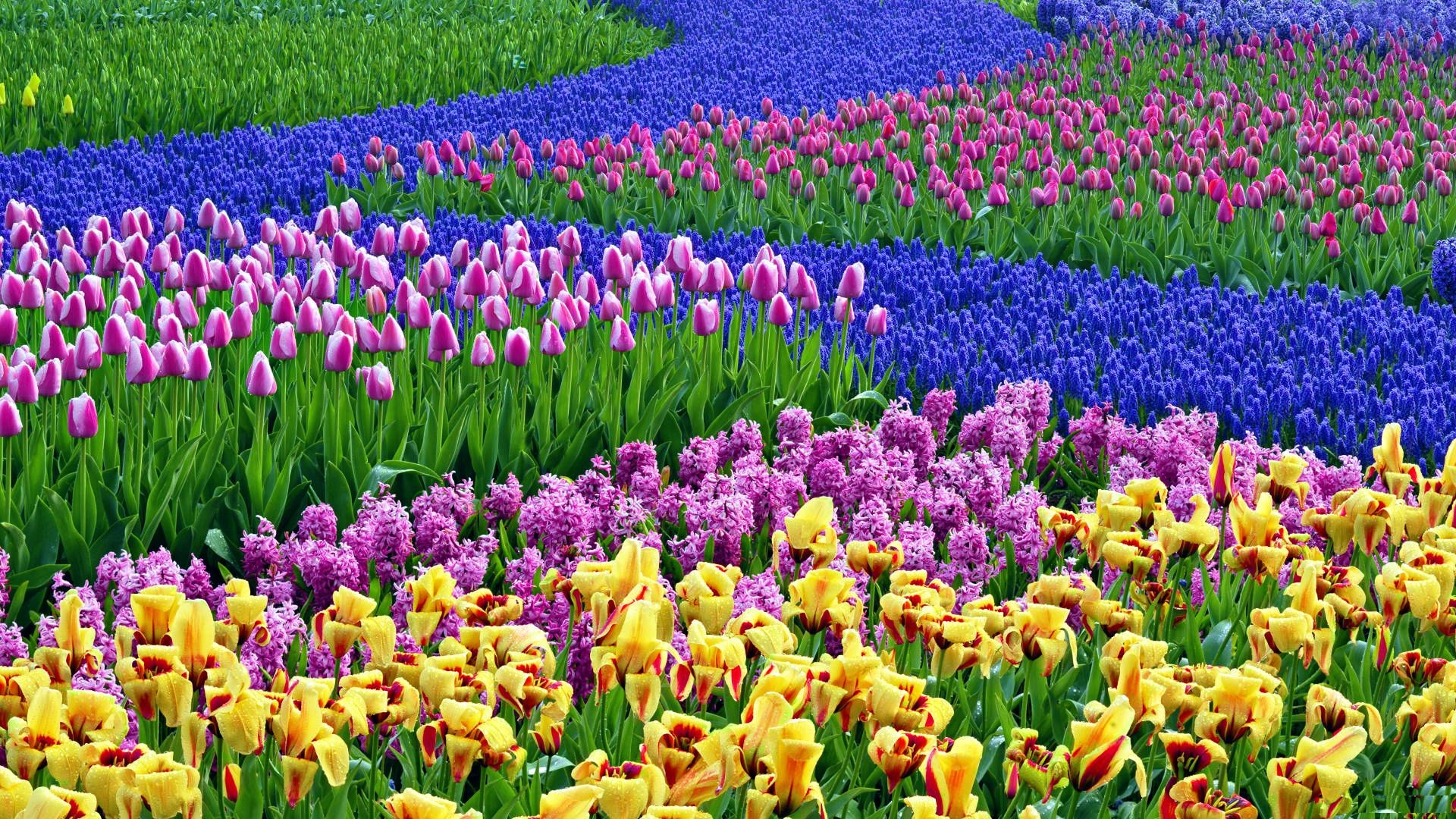 Spring Flower Desktop Background (54+ pictures)