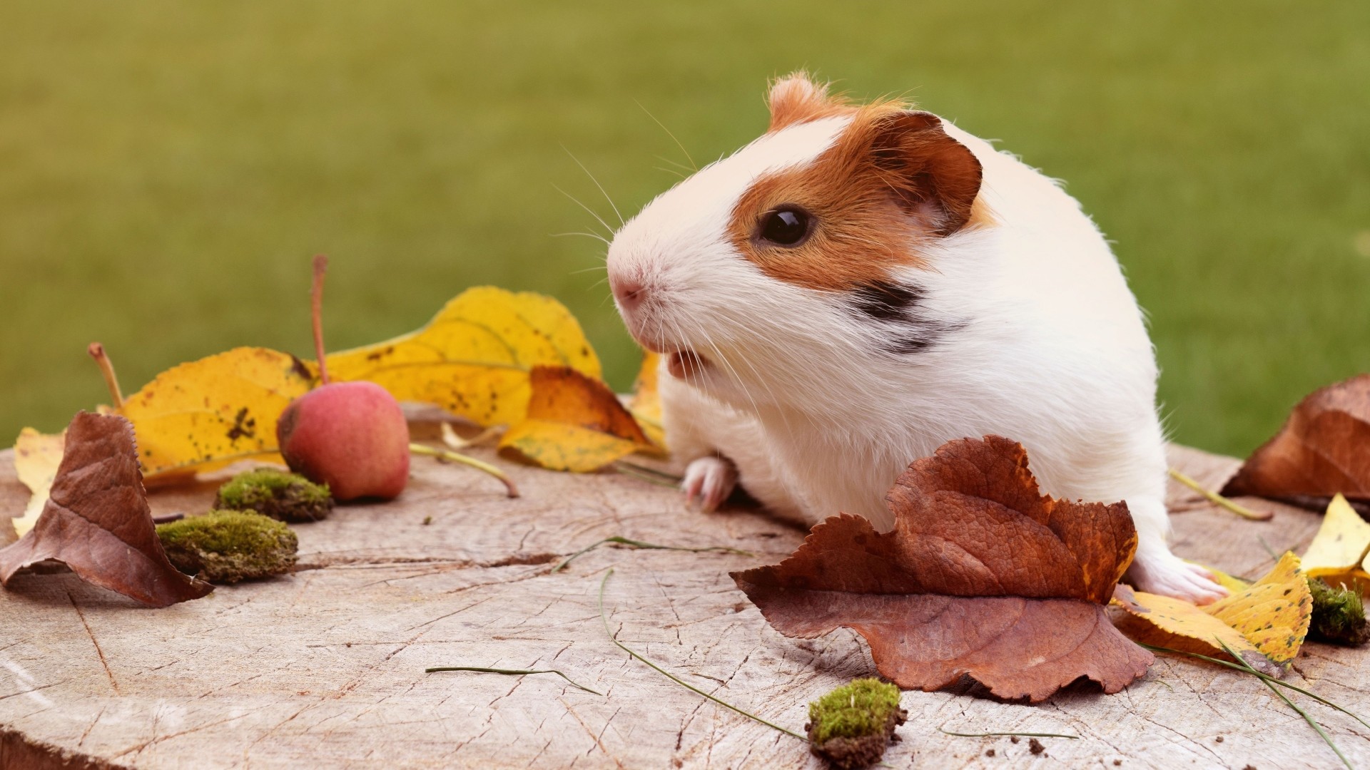 1920x1080 Wallpaper guinea pig, rodent, foliage, autumn 1920x1080