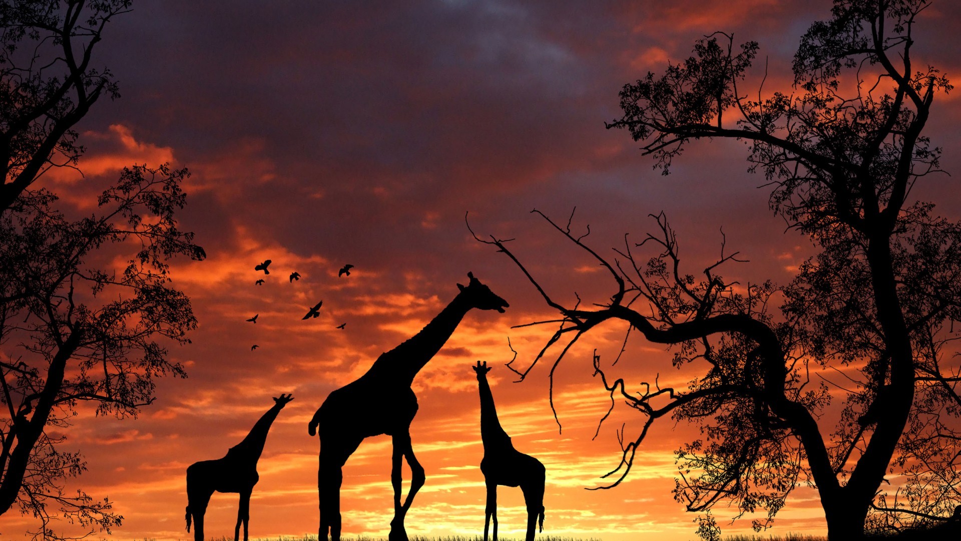 1000 Best Giraffe Photos  100 Free Download  Pexels Stock Photos