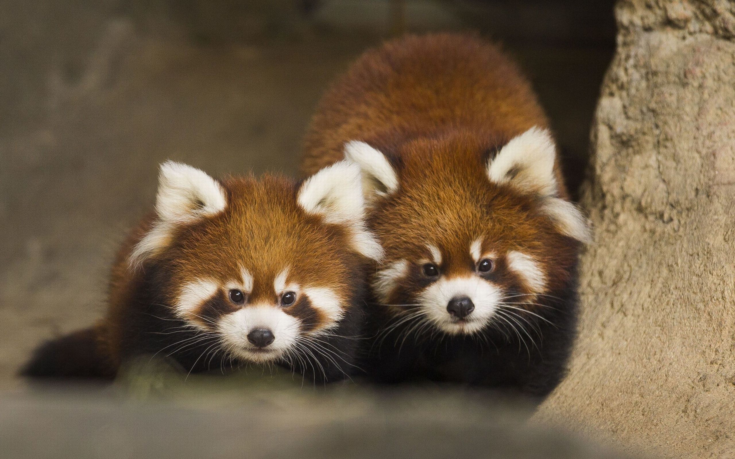 cute red panda