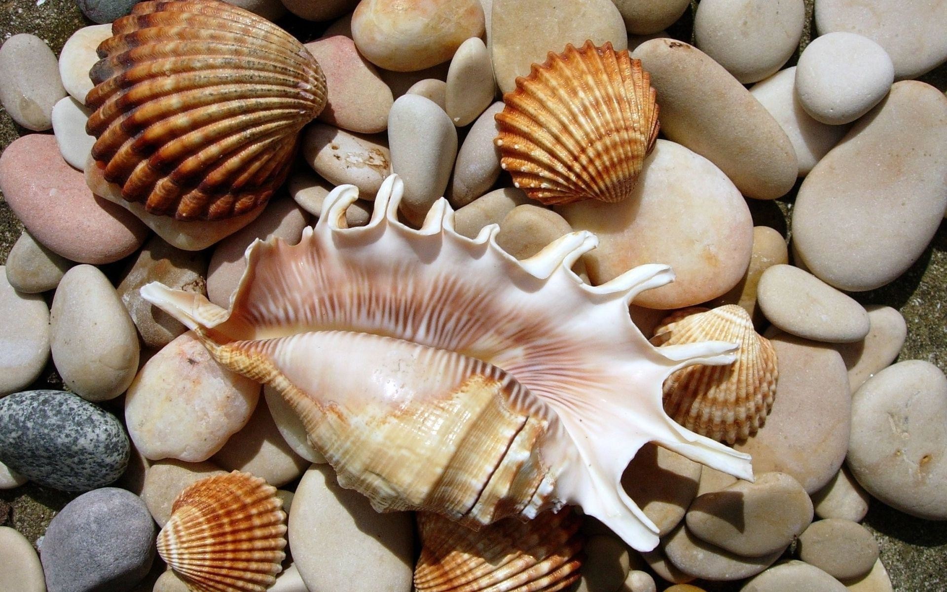 Sea Shells Wallpaper (53+ pictures)