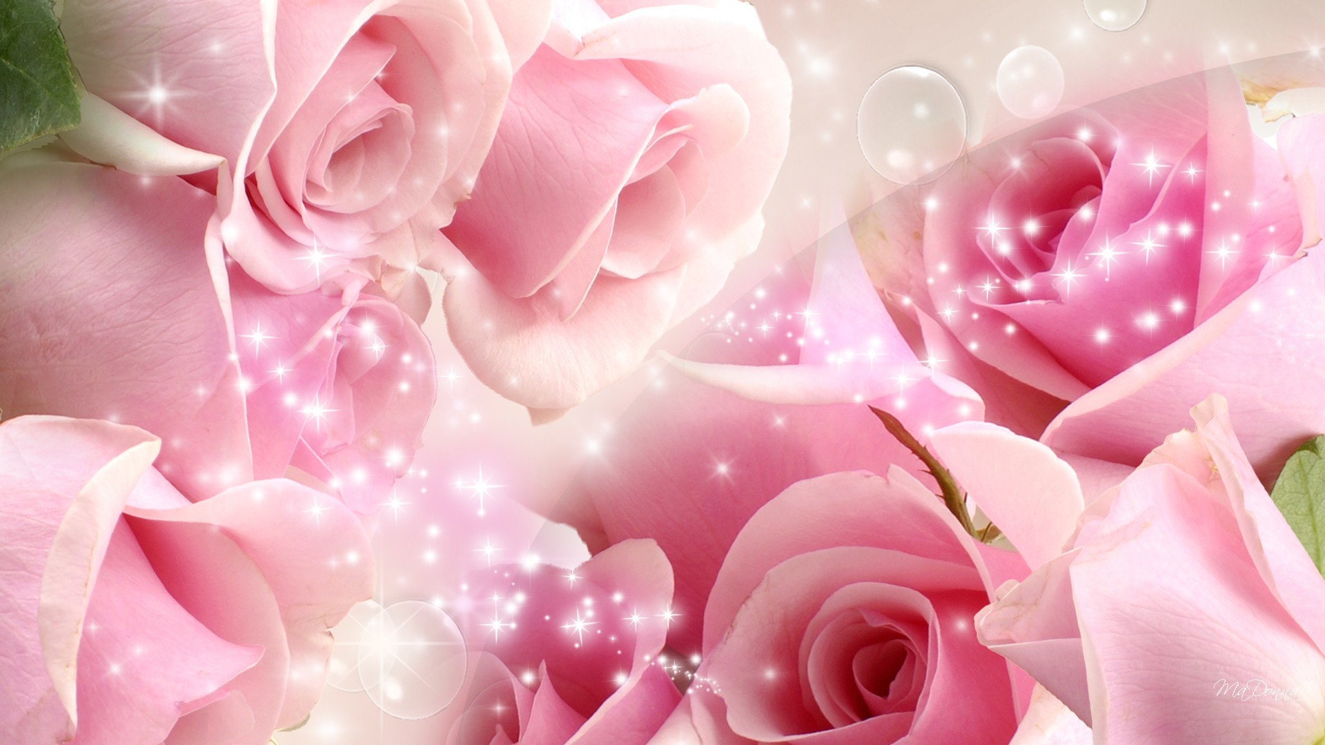 Avikalp MWZ1745 Pink Rose Flowers 3D HD Wallpaper  Avikalp International   3D Wallpapers