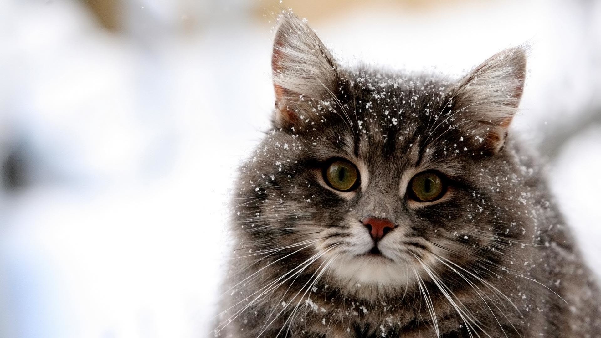 Cute Cat Winter Snow HD Wallpaper 1920x1080