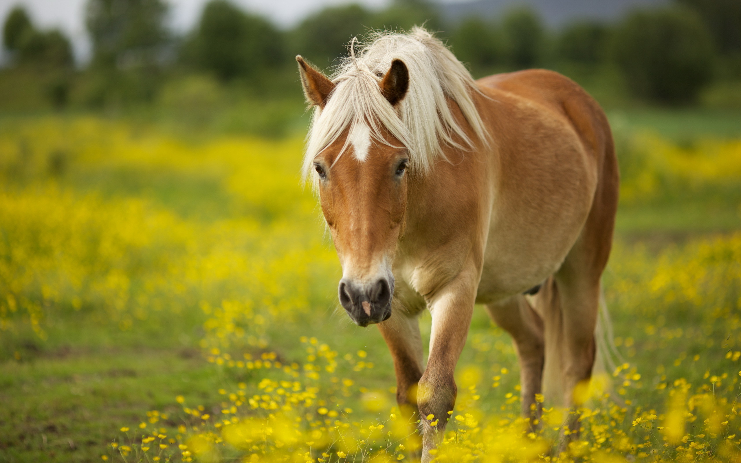 1600+ Horse HD Wallpapers and Backgrounds