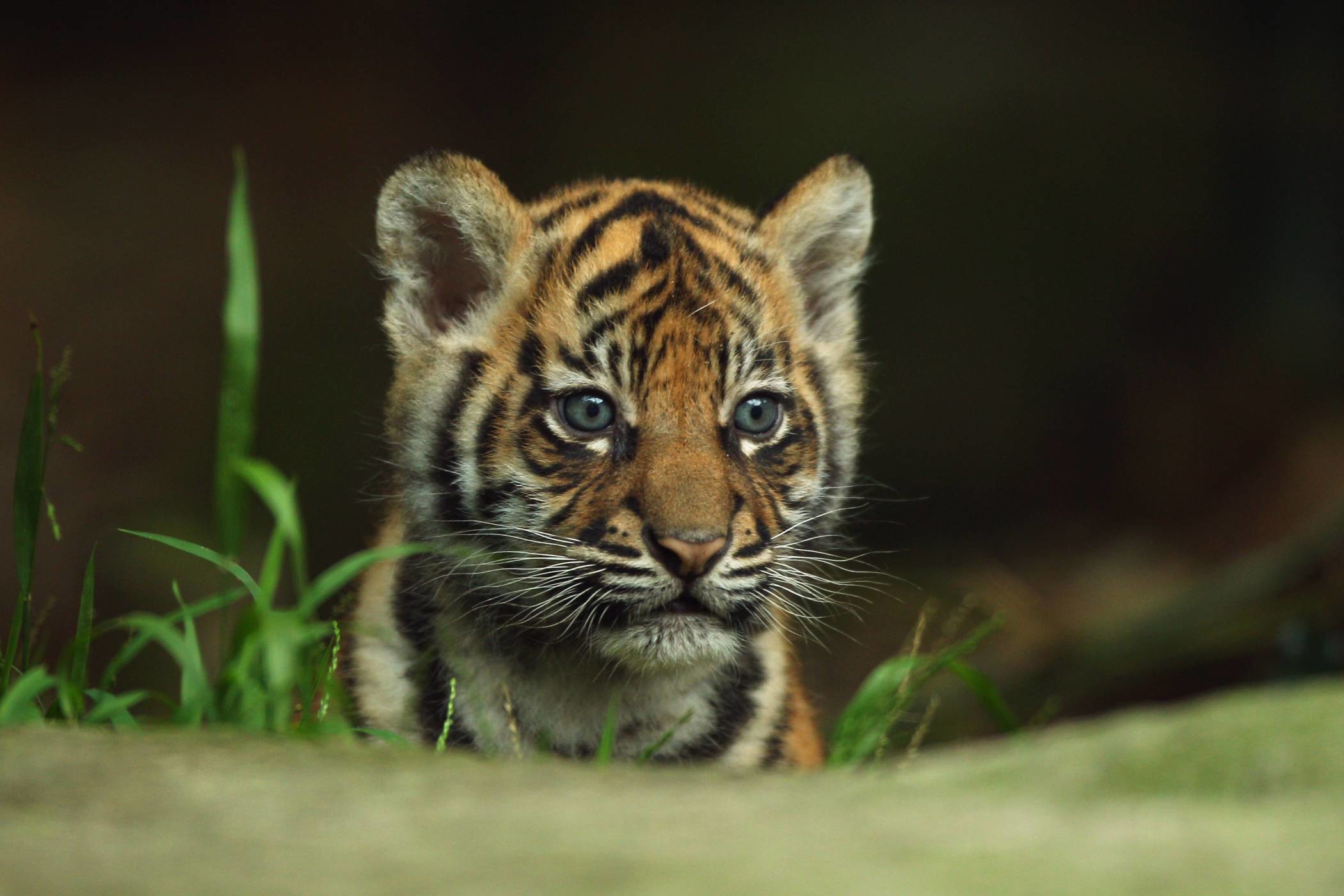 Download wallpaper 1772x2402 tiger cub art cute sight hd background