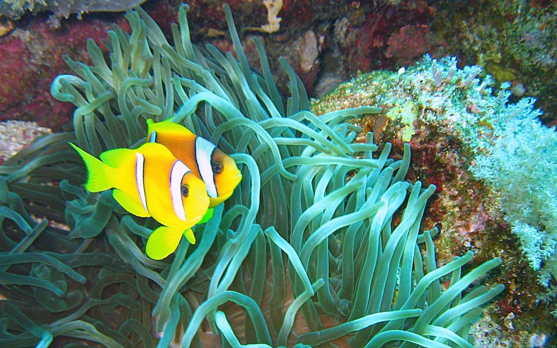 Clown Fish Wallpaper 61 Pictures