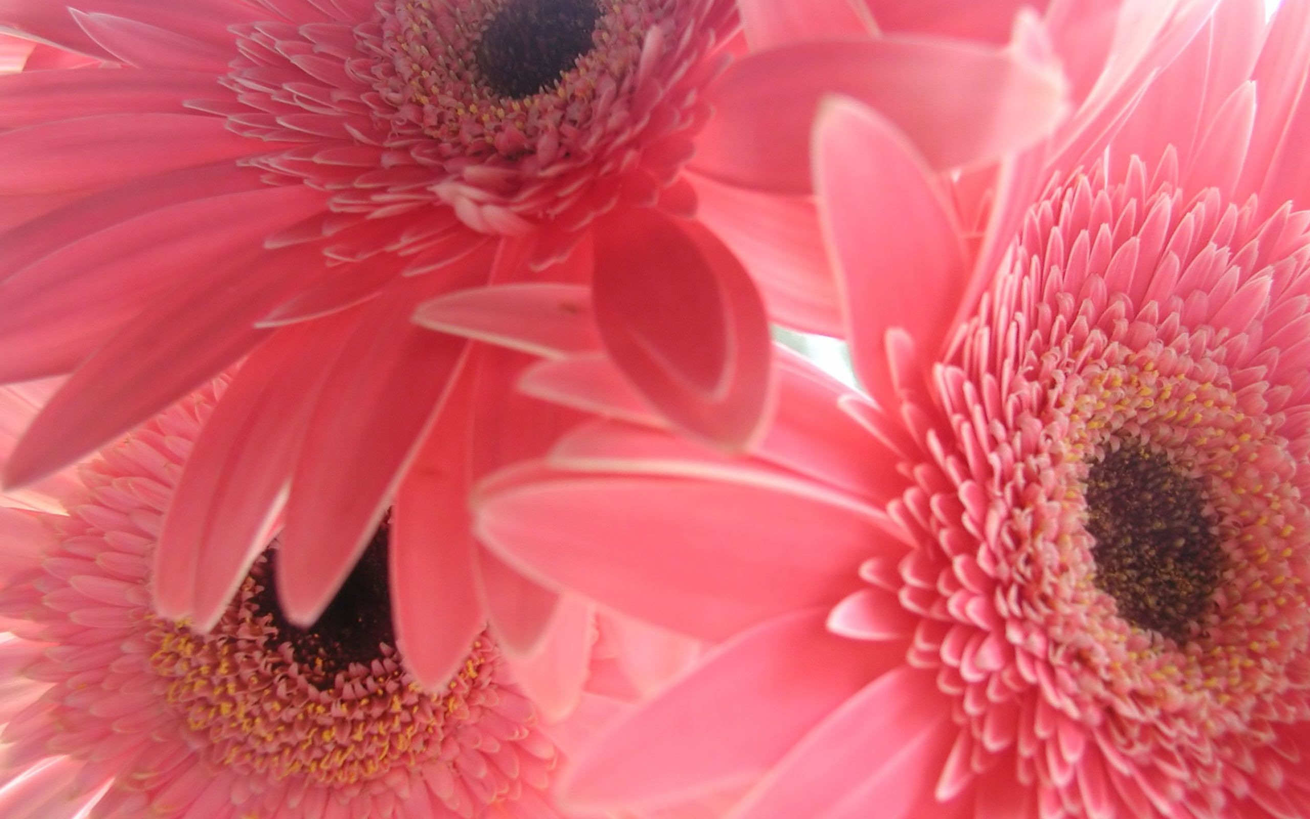 Pink daisy flower field pattern background Stock Vector Image  Art  Alamy
