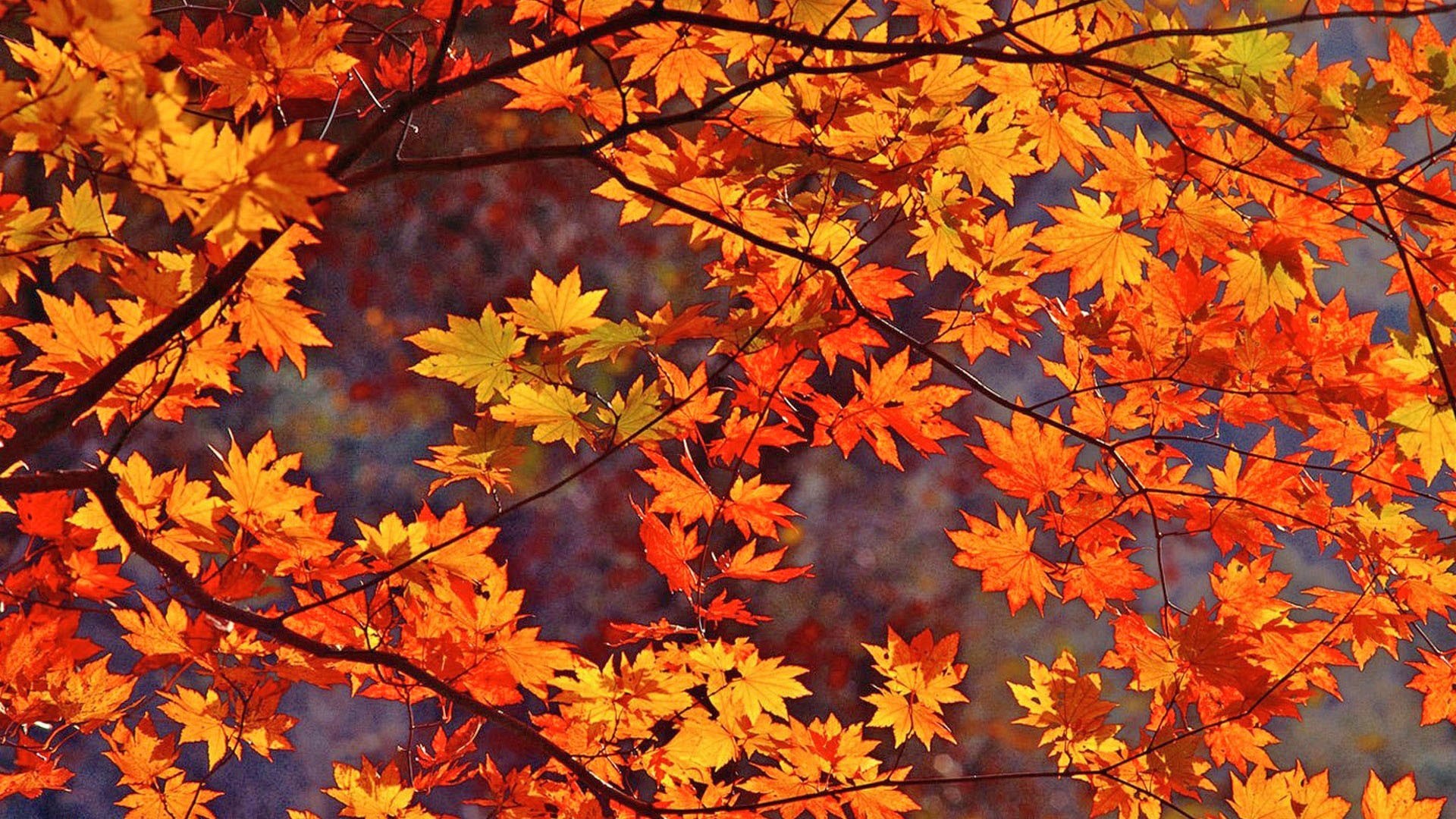 Autumn Leaves Background (43+ pictures)