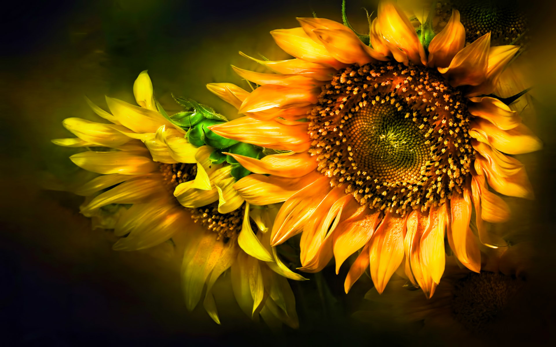 Sunflower Wallpaper Desktop 67 Pictures