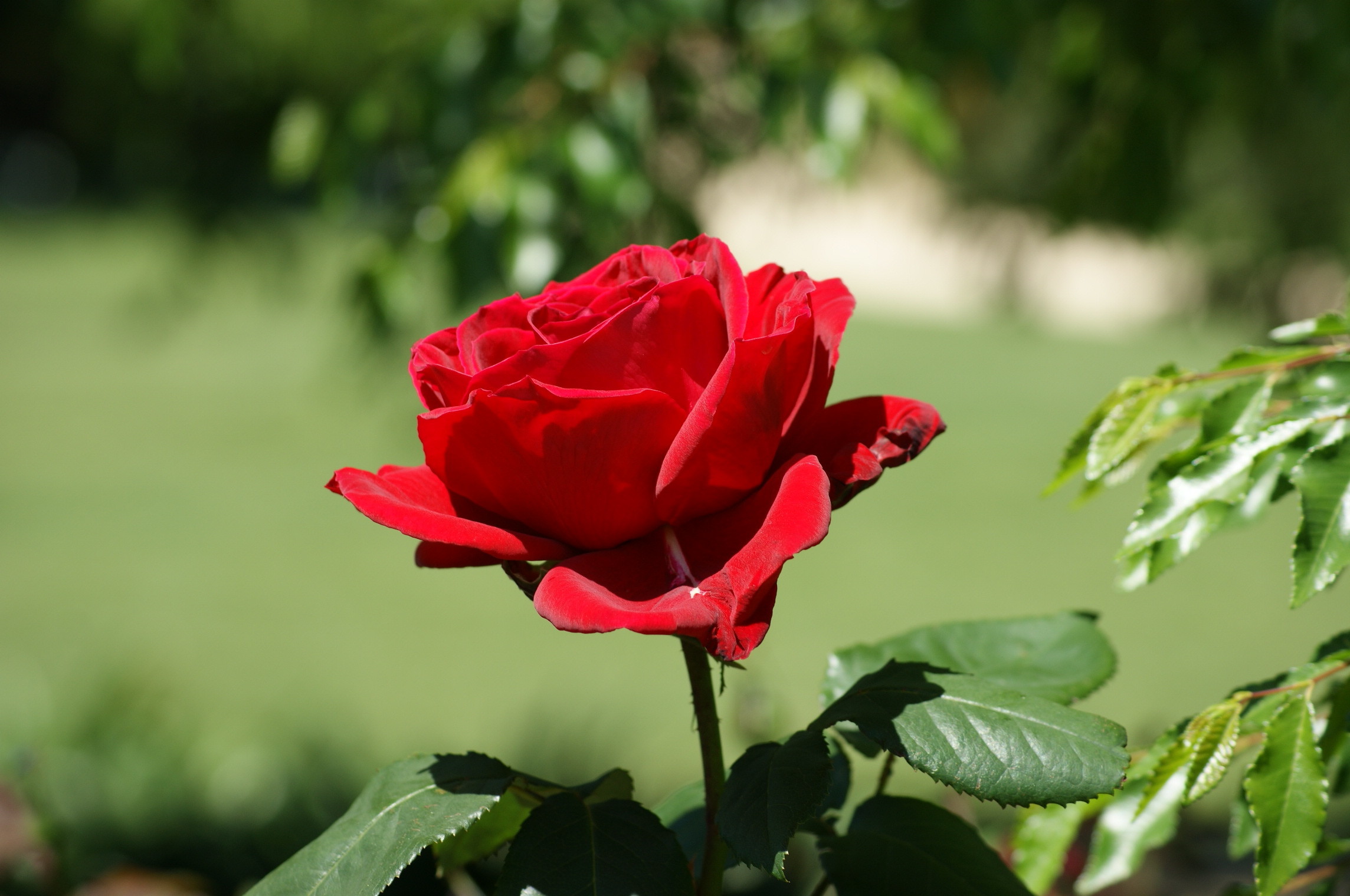 Лучшие розы земли. Ред ред Роуз. Красные розы. Шикарные садовые розы.