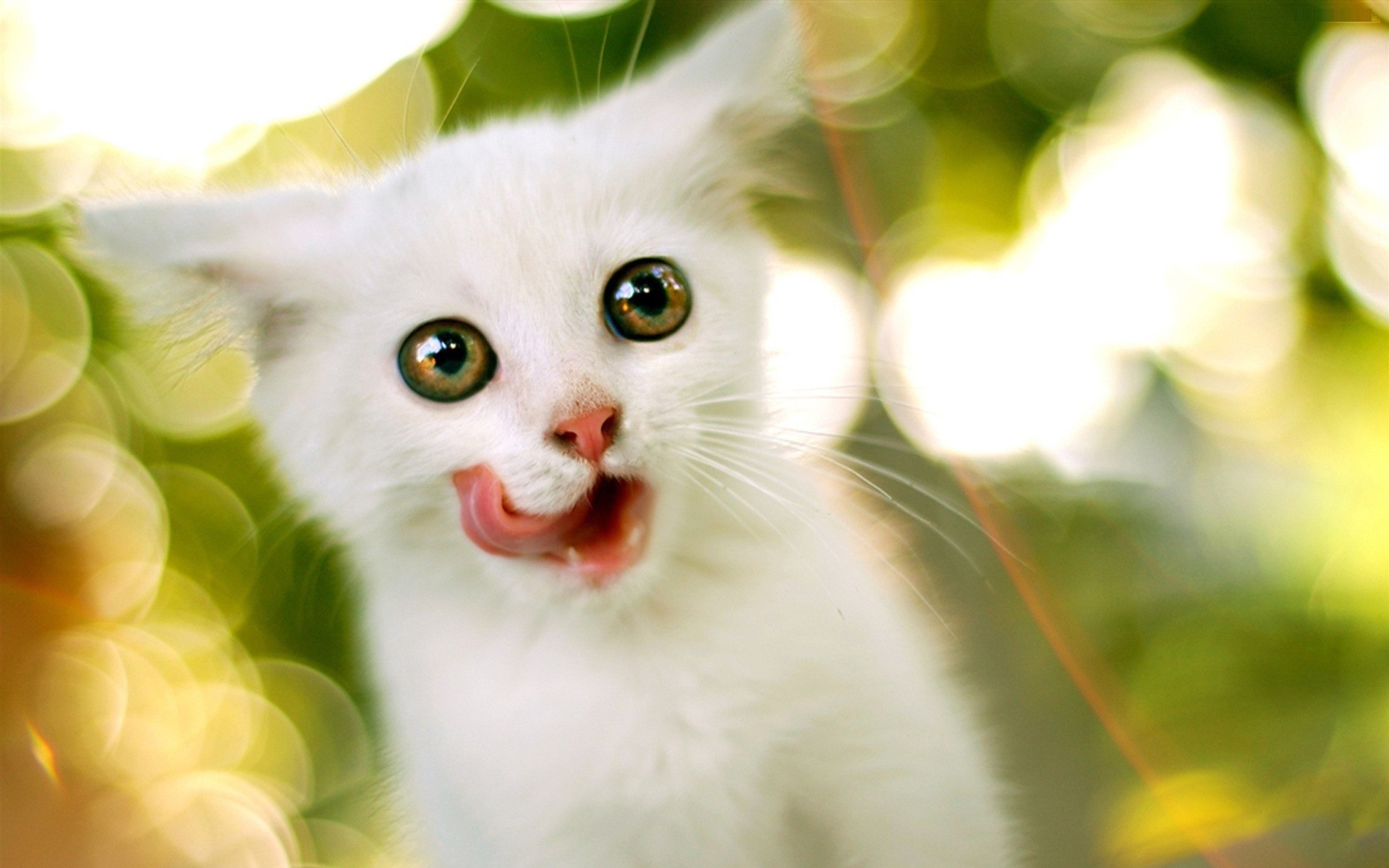 Cute, White, Cat, Full, Hd, Wallpaper, Download, Free, Destop, Background,  Photos, Hd Images, Amazing Artworks, High Resolution, 1920Ã1200 Wallpaper HD 1920x1200