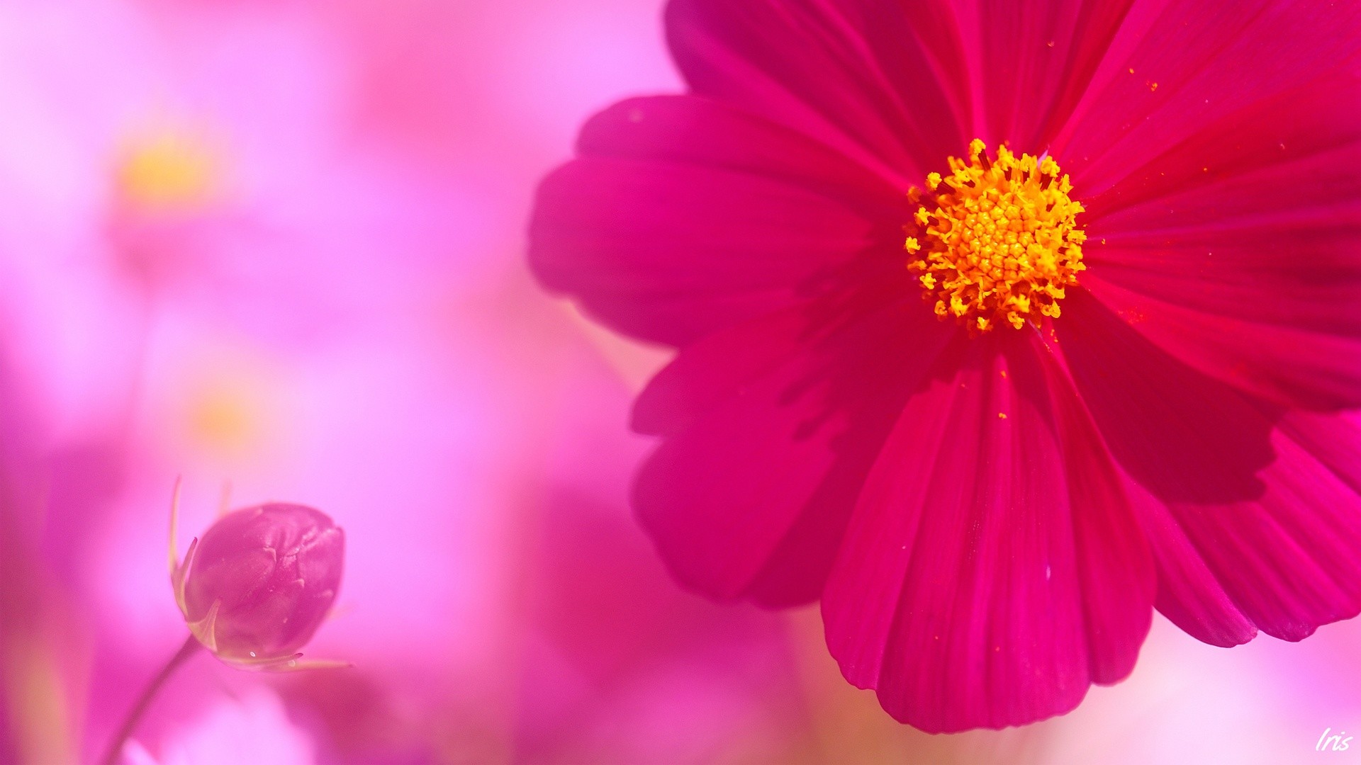 Fuschia Wallpapers (42+ pictures)
