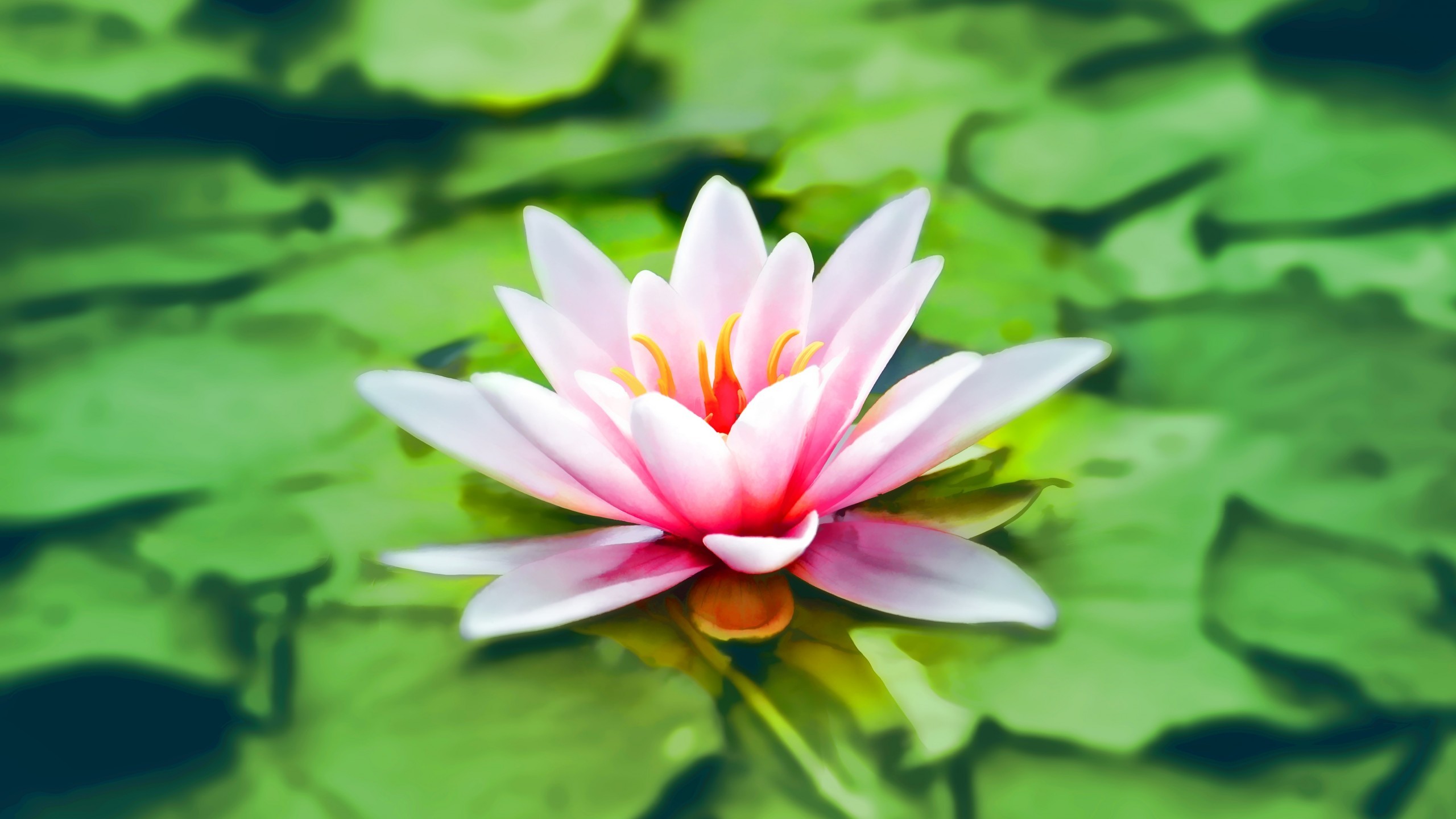 Flowers / Water lily Wallpaper 2560x1440
