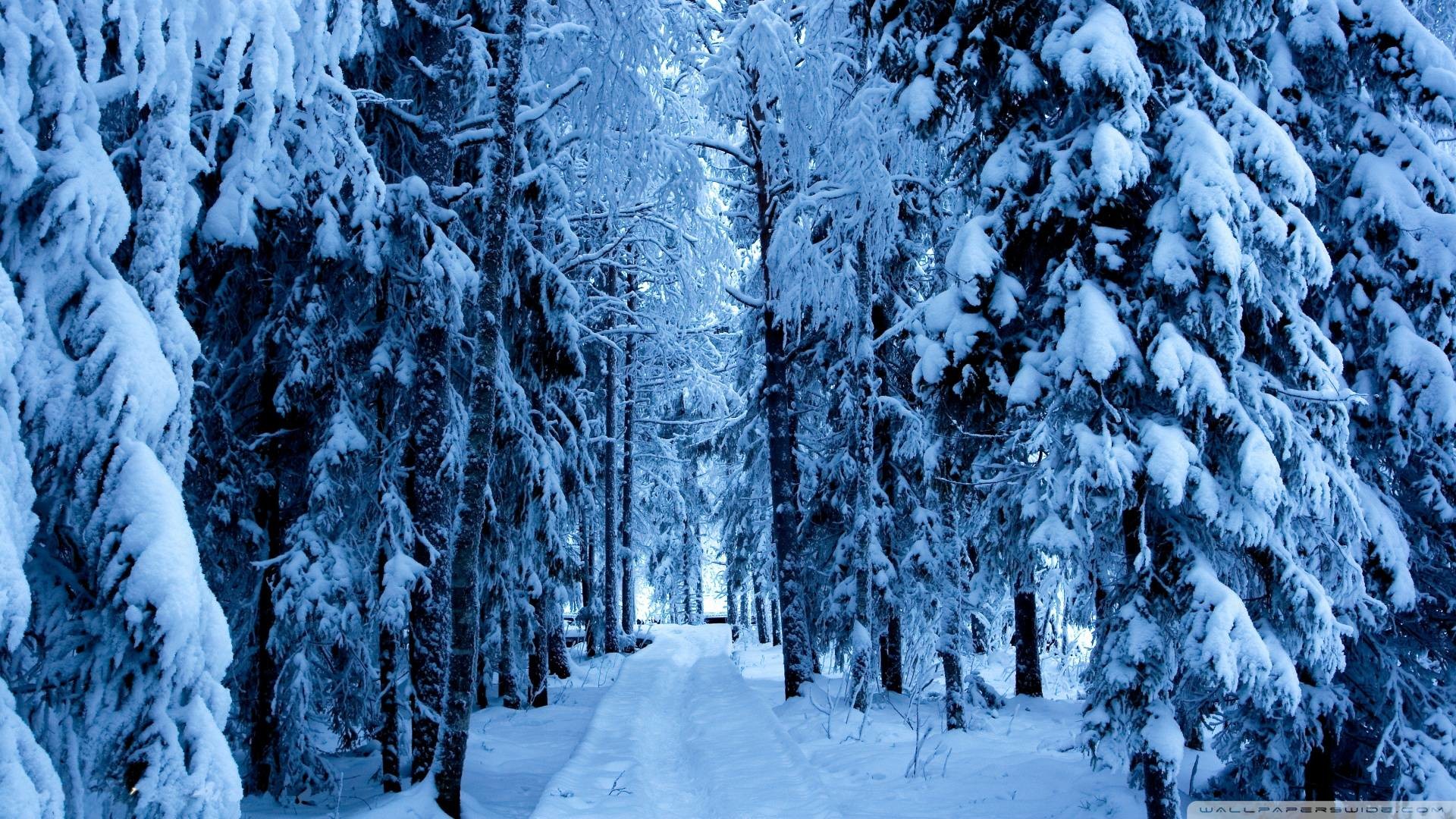 Wallpapers For > Snowy Forest Backgrounds 1920x1080