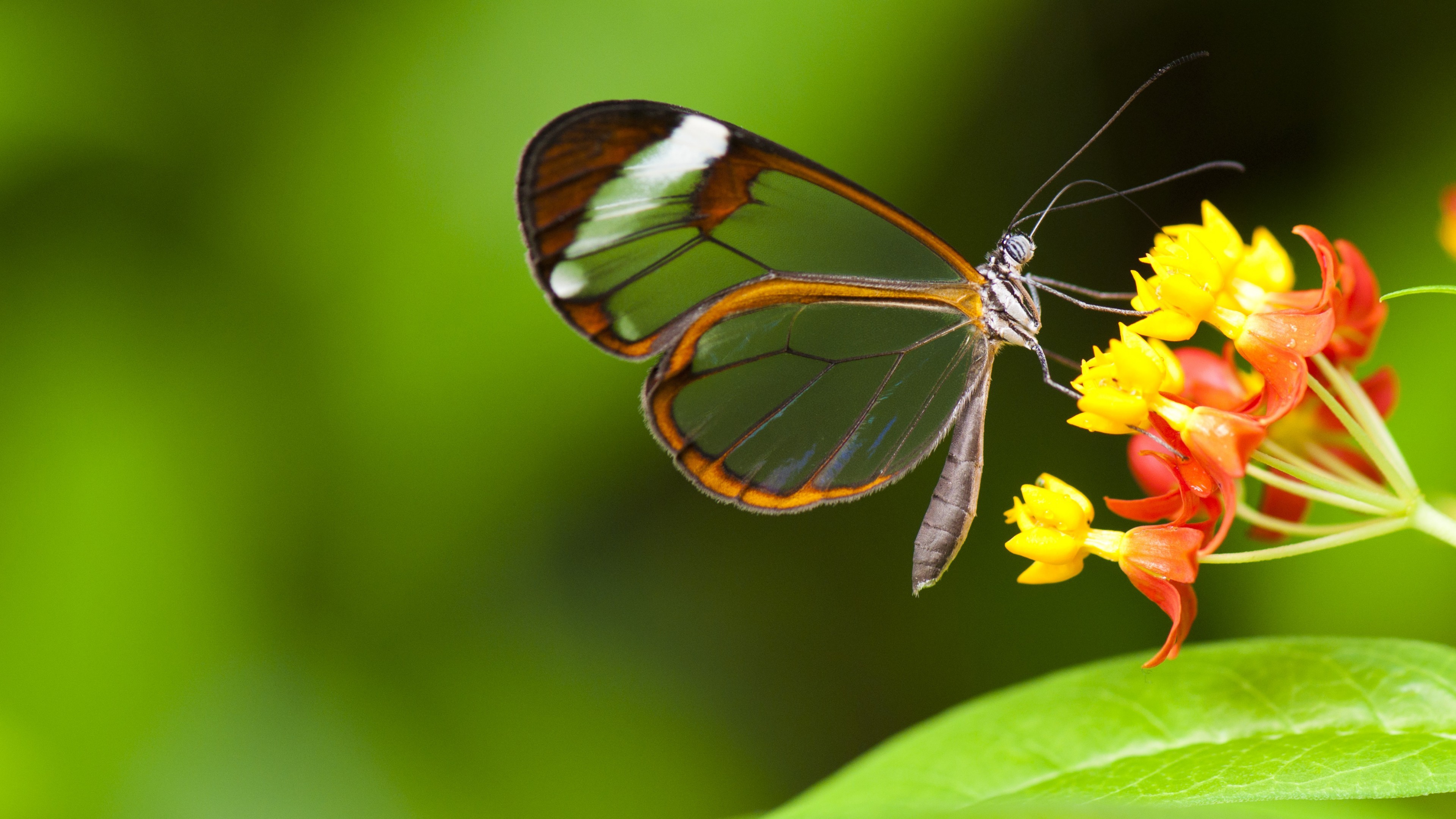 Green Butterfly Wallpaper (65+ pictures)