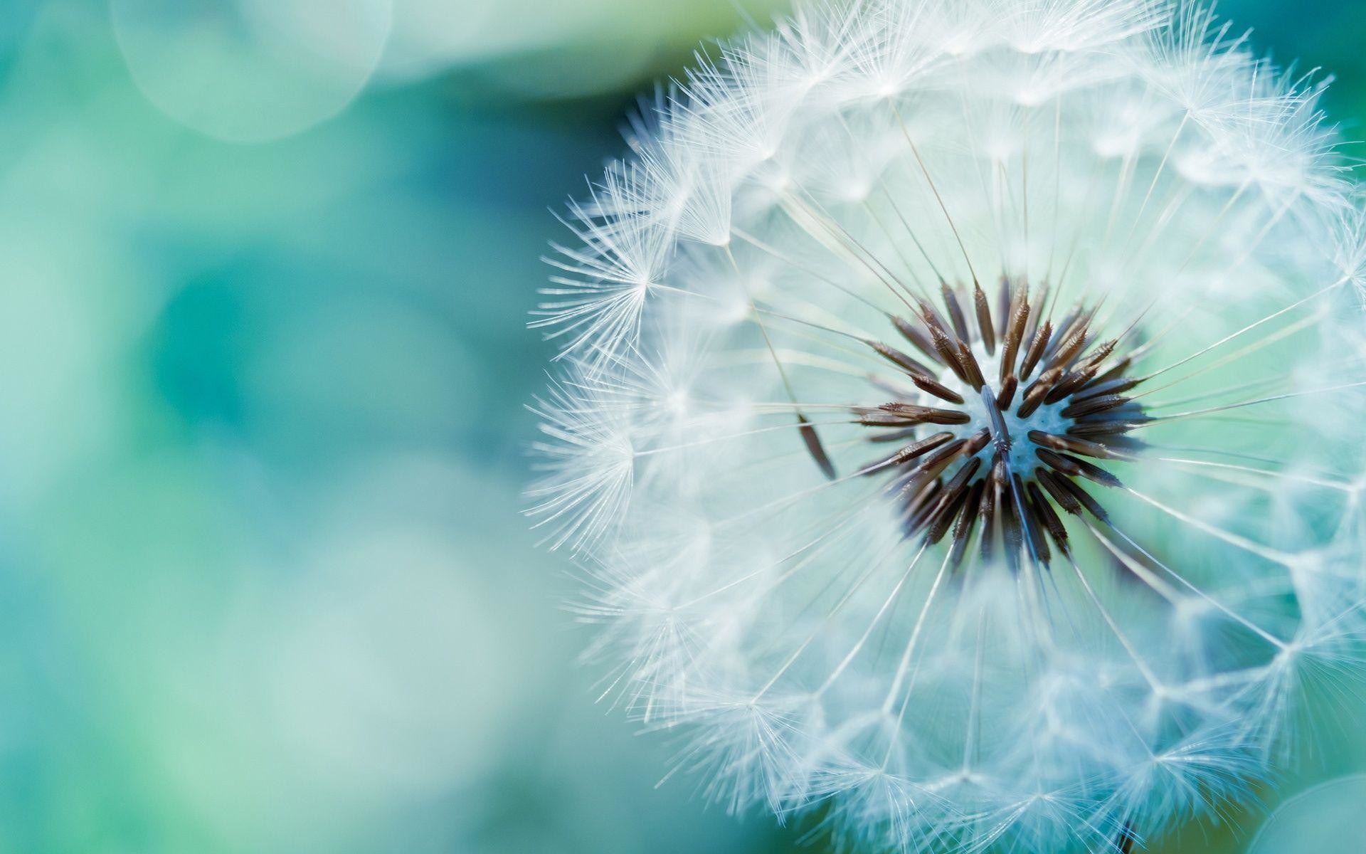 Abstract : Dandelion Flower HD Wallpaper Pretty Backgrounds Wide . 1920x1200
