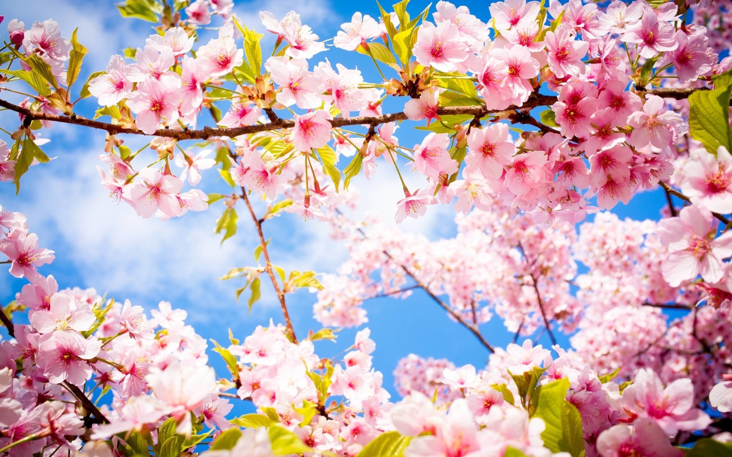 The Arrival of Spring to Nature 2K wallpaper download