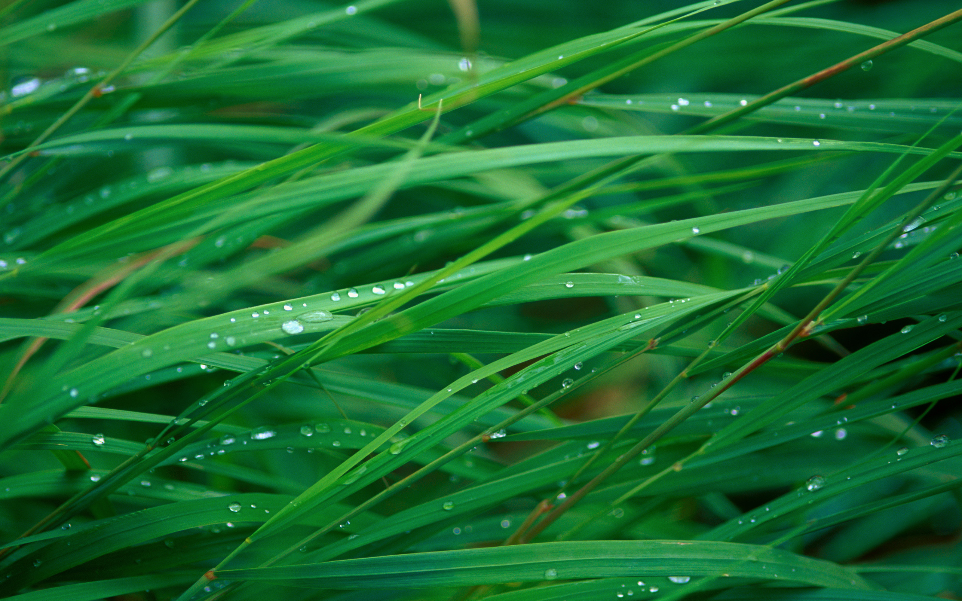 Apple Grass Wallpaper (72+ pictures)