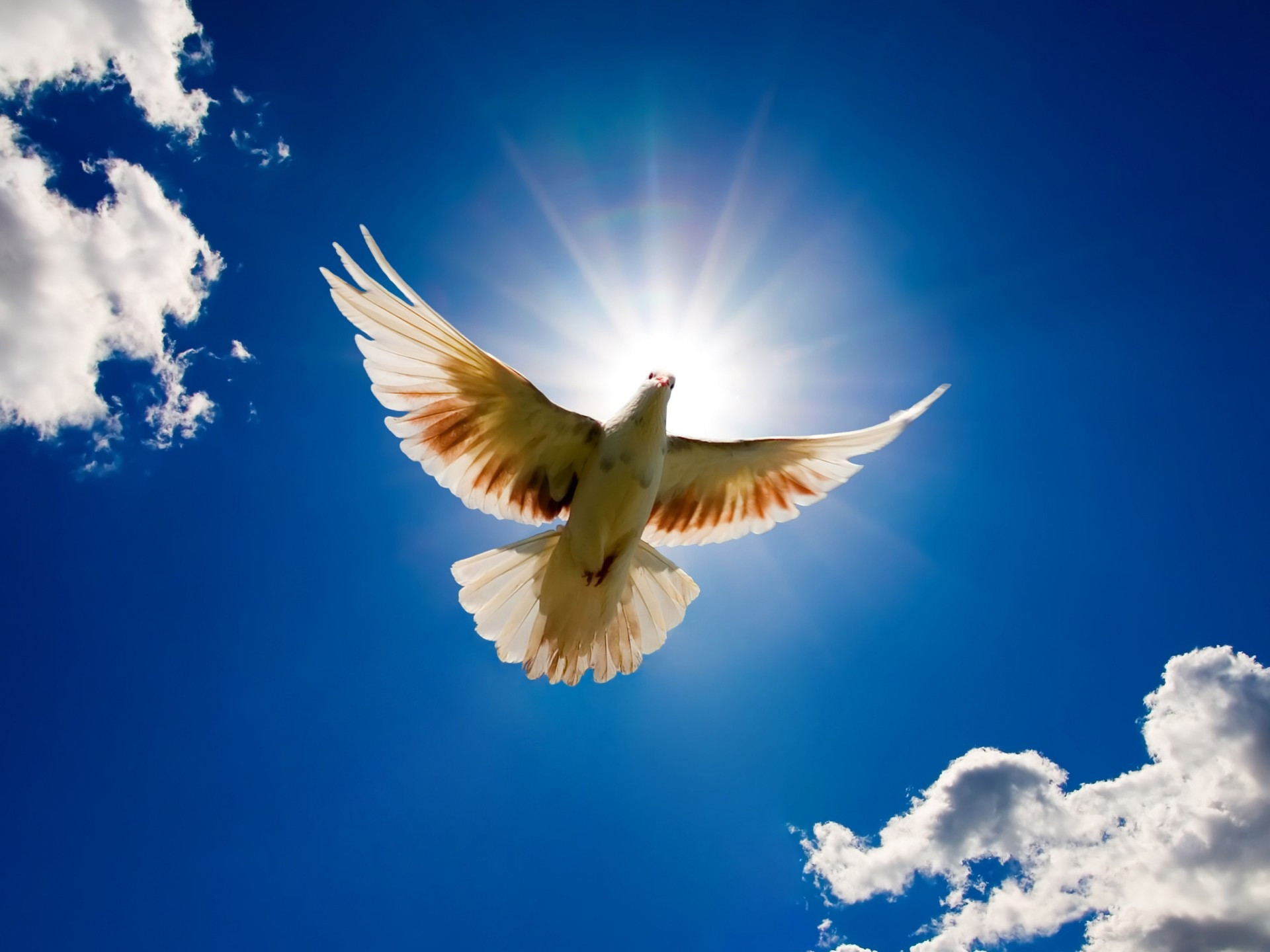 Free download Holy Spirit in body form like a dove video background loop  1080p [1280x720] for your Desktop, Mobile & Tablet | Explore 31+ Spirit  Backgrounds | Holy Spirit Wallpapers, Holy Spirit