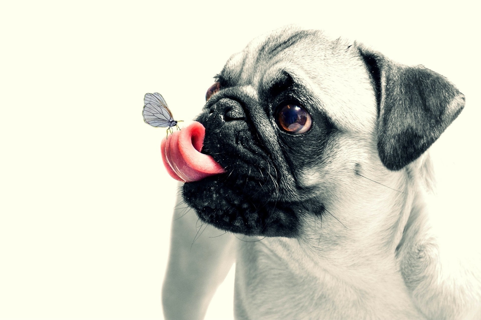 beautiful funny dog wallpaper 1920x1280