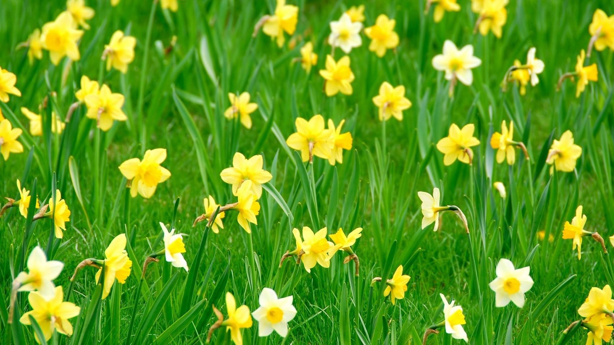 Daffodils Wallpaper (53+ pictures)