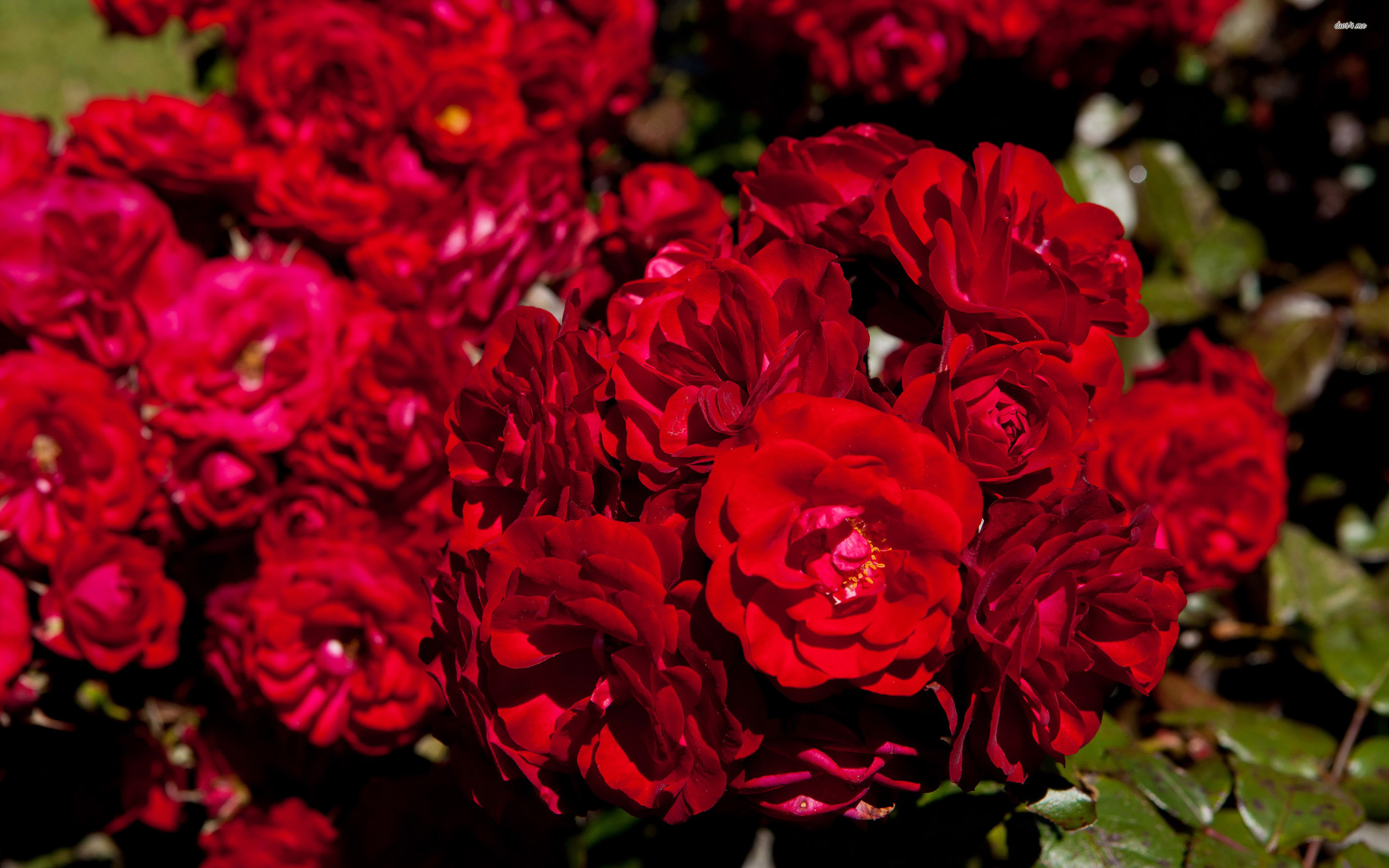 Red Rose Wallpaper Desktop 60 Pictures