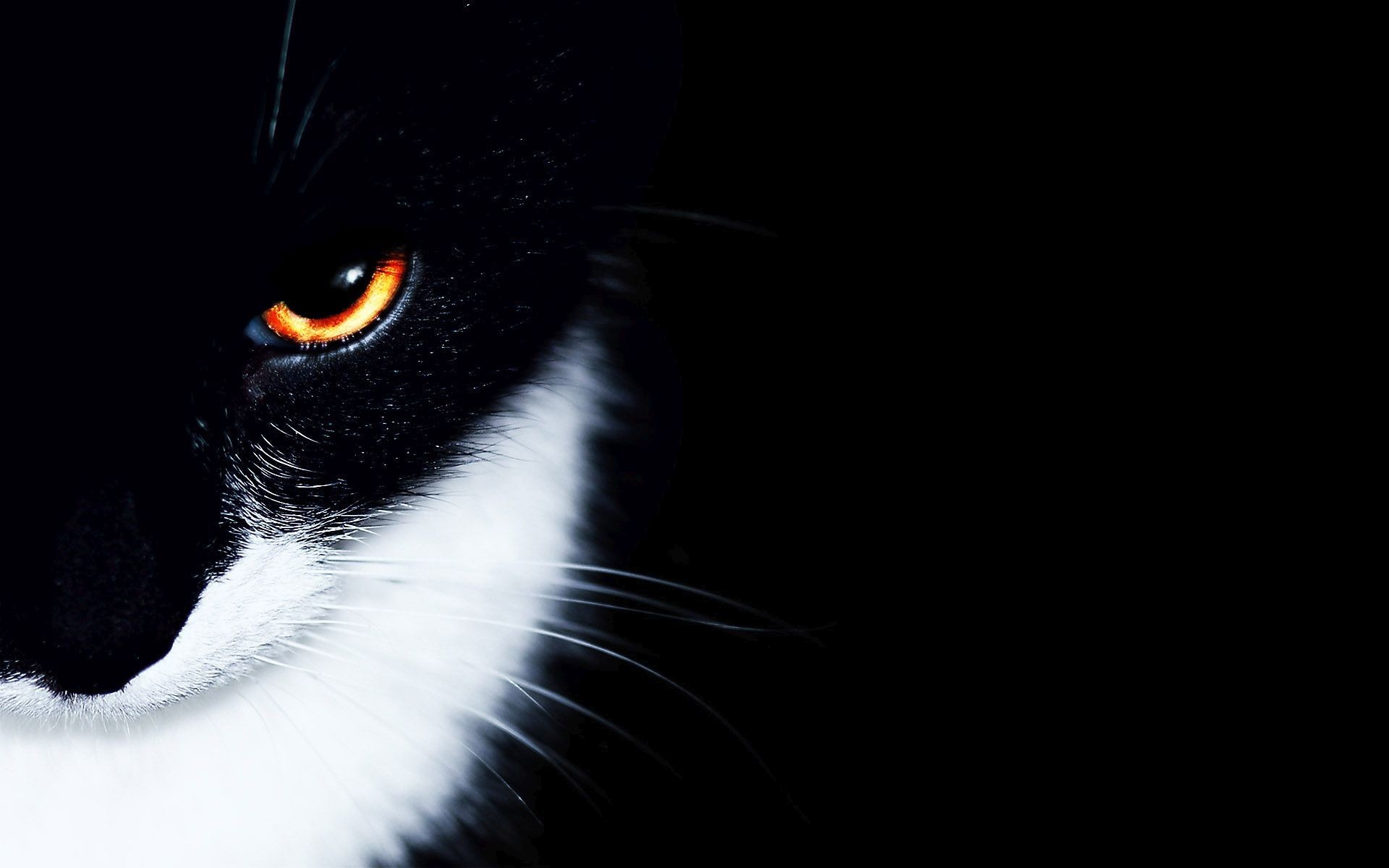 Black And White Cat Wallpapers 1920x1200