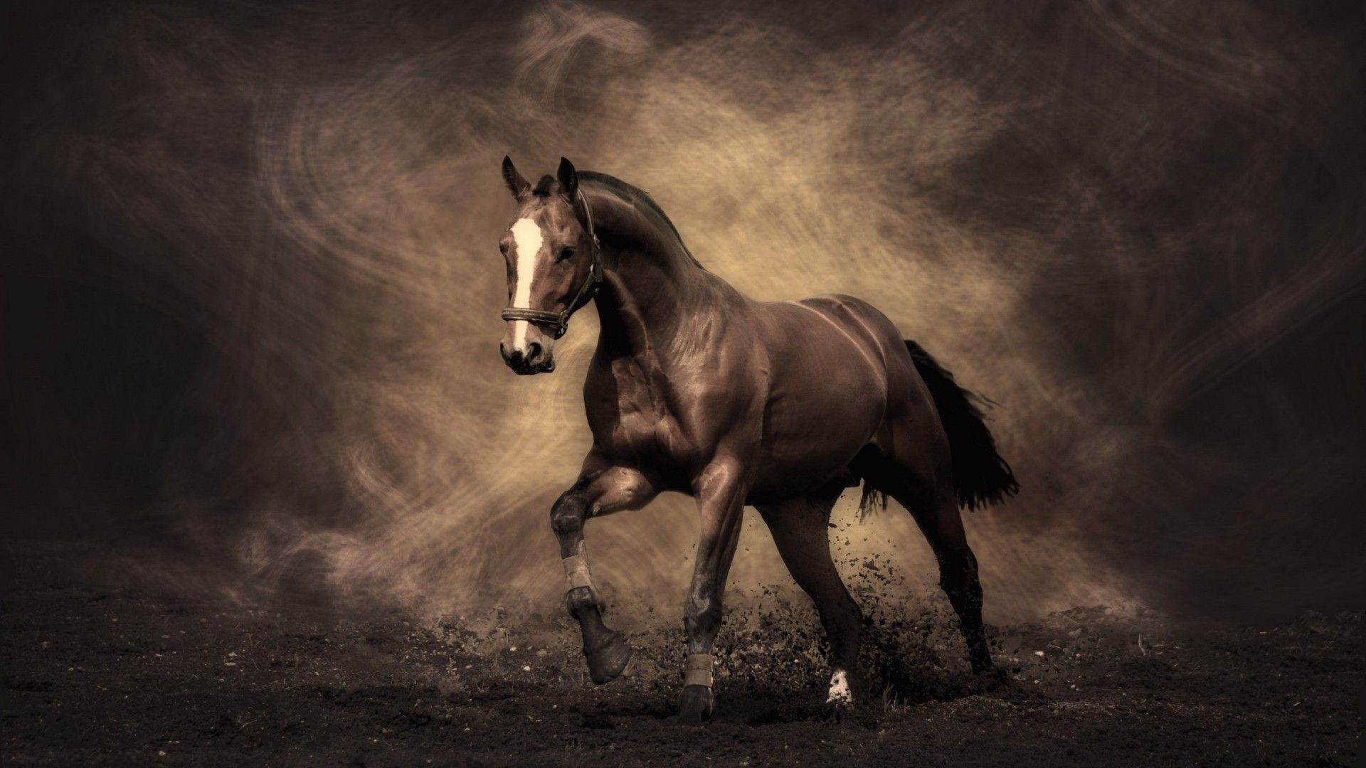 Majestic Horse Wallpaper 1920x1080