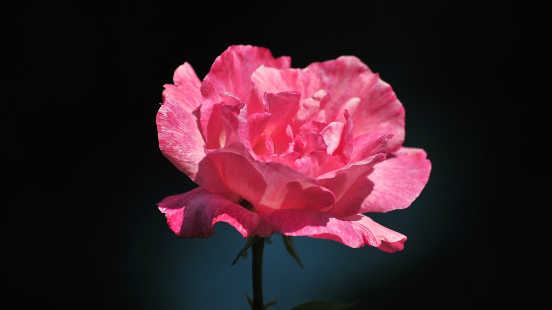 Pink Rose Flower Wallpaper 62 Pictures