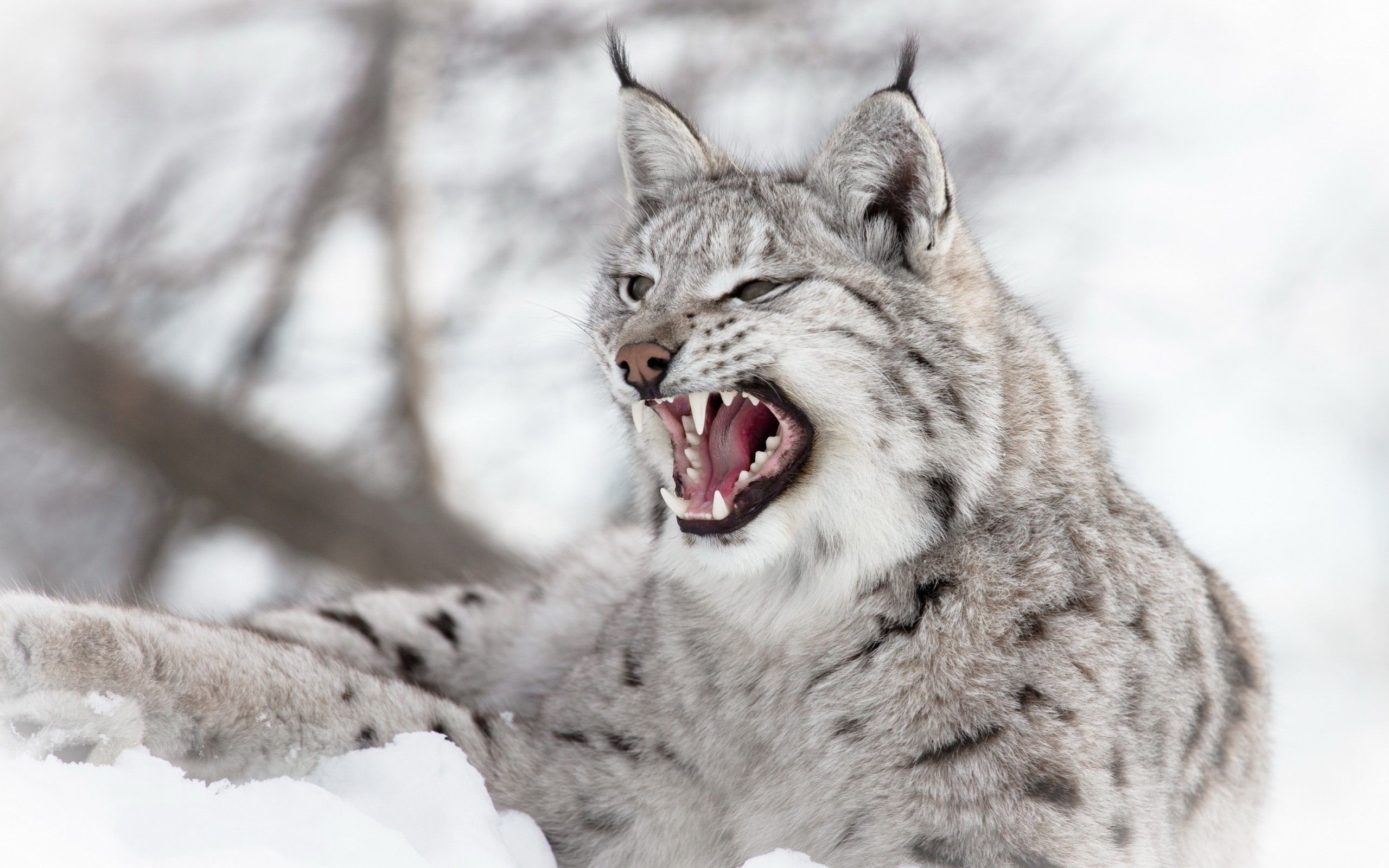 500 Lynx Pictures HD  Download Free Images on Unsplash