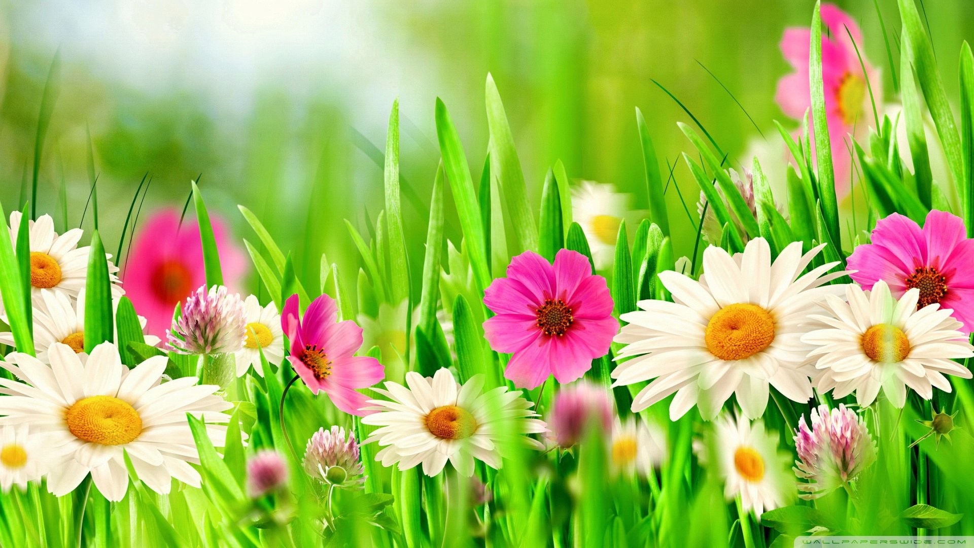 Full HD Flowers Wallpapers 68 Pictures WallpaperSet