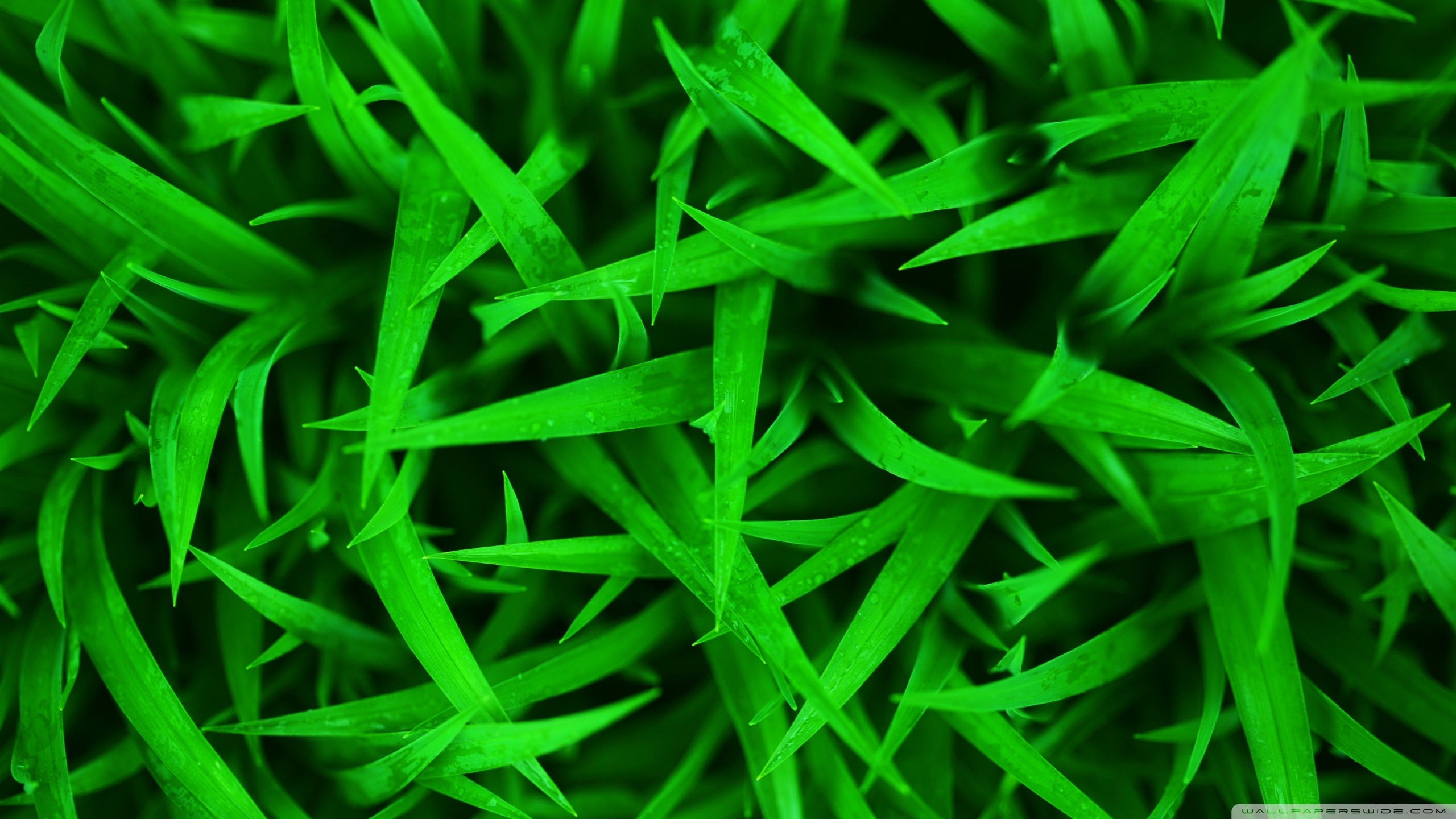 HD Grass Wallpaper (75+ pictures)