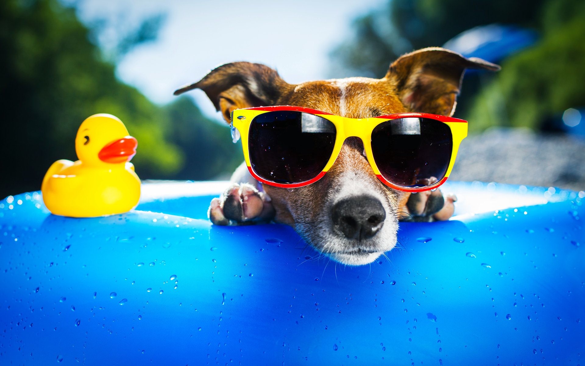 Cool Dog Wallpaper  Apps on Google Play
