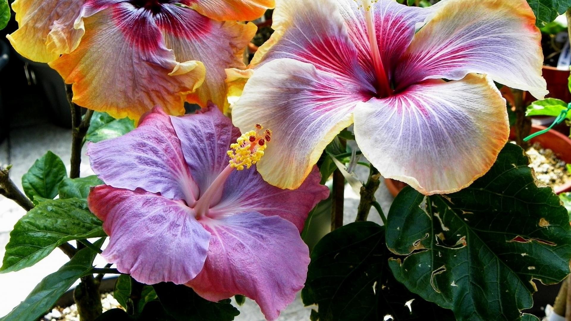 7. hibiscus-wallpaper7-600x338 1920x1080