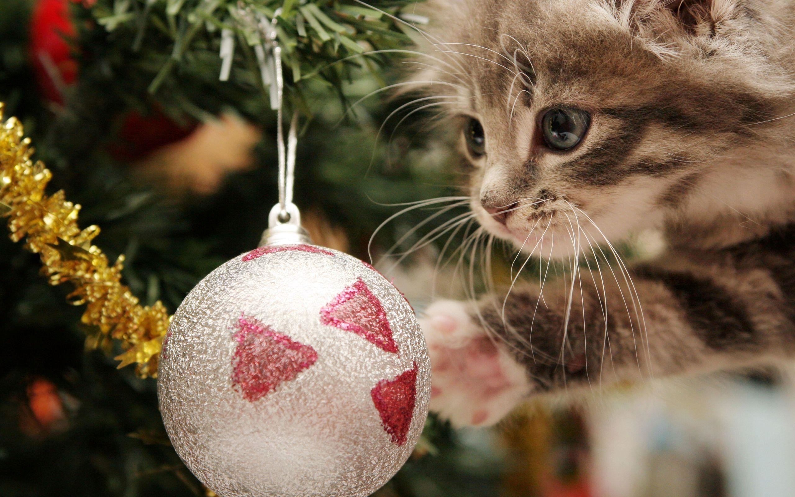 Christmas Kittens And Puppies