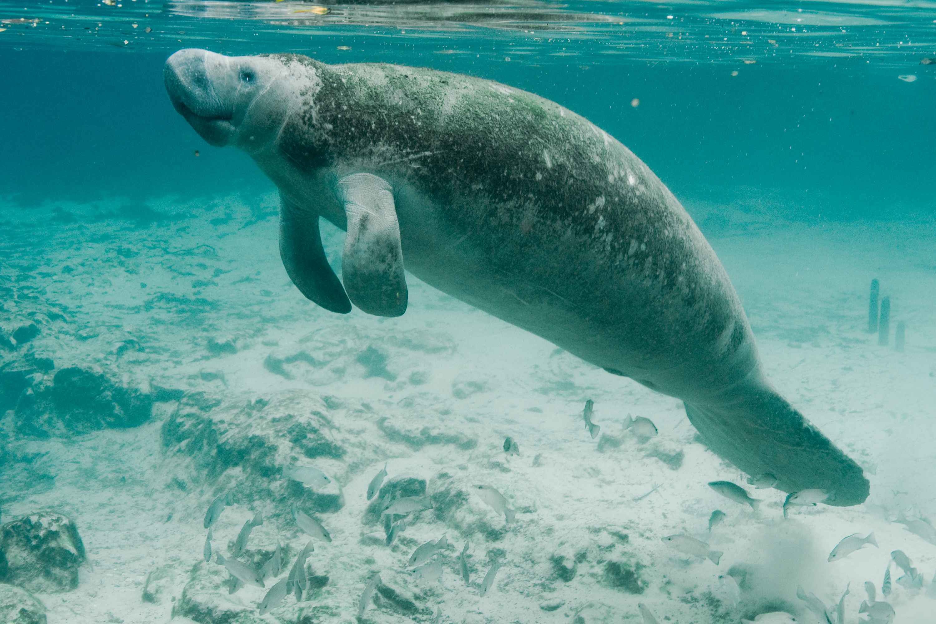 Manatee Wallpaper 64 Pictures Images, Photos, Reviews