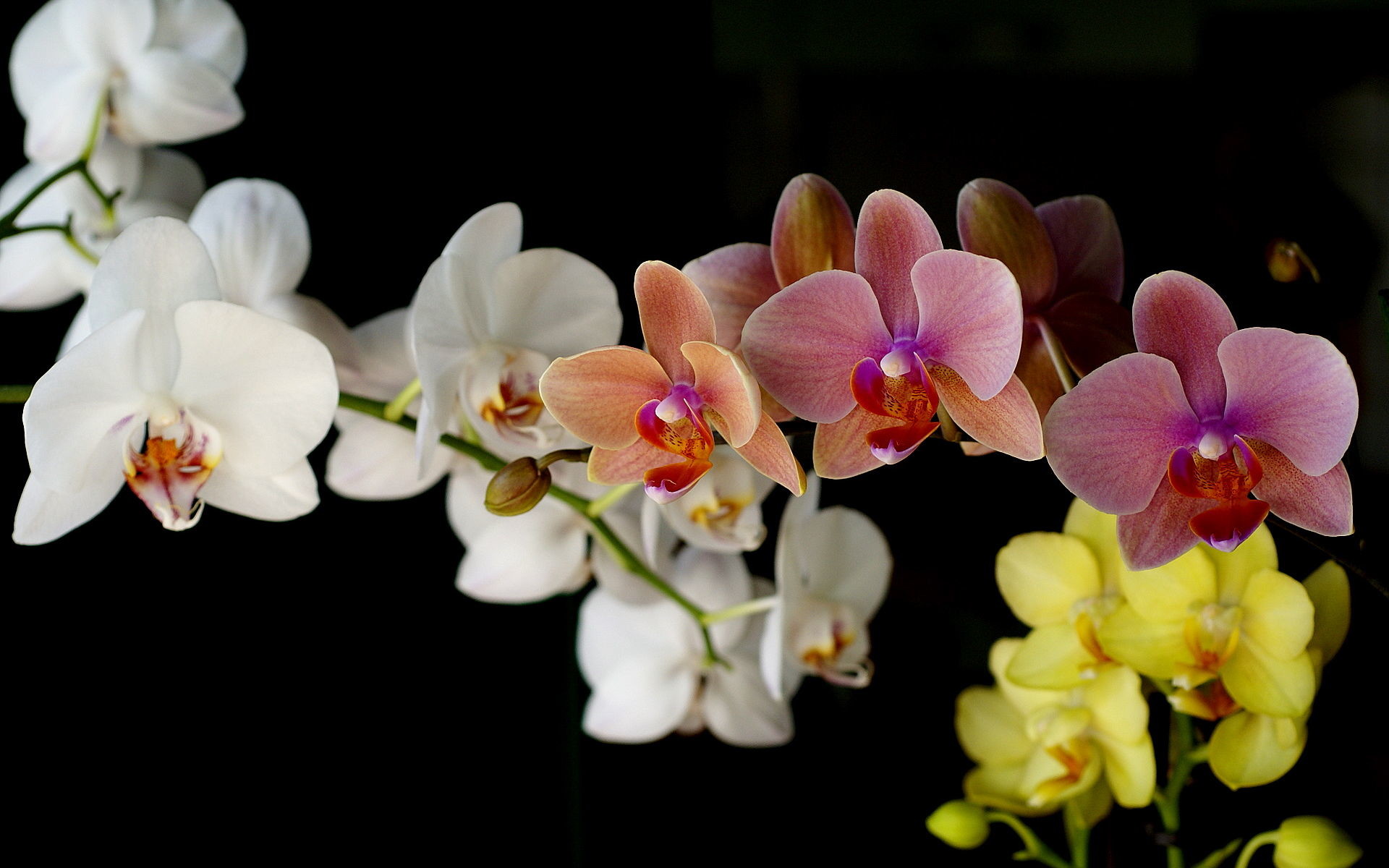 6000 Free Orchid Flower  Orchid Images  Pixabay