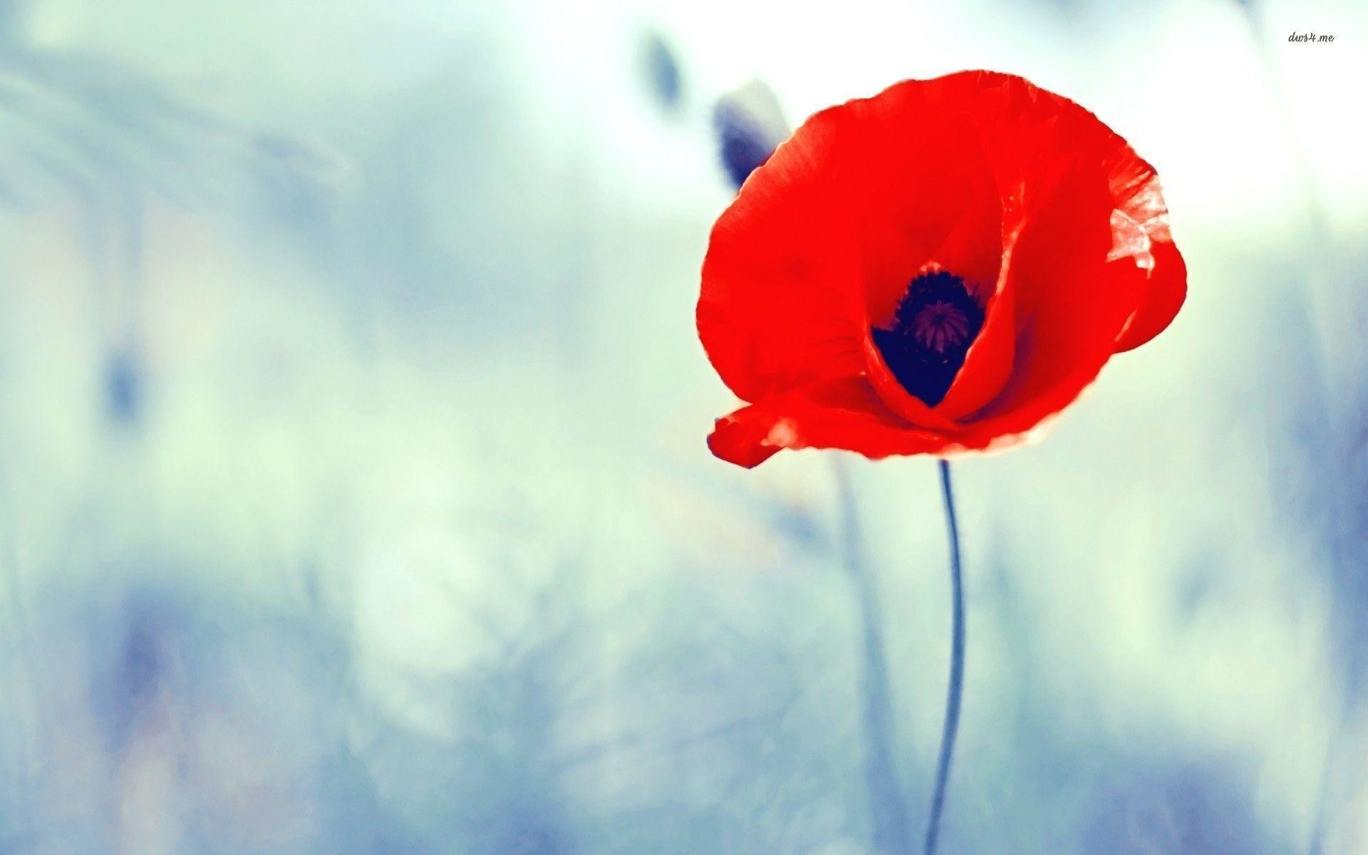 1920x1200 Poppy flower wallpaper - Flower wallpapers - # 1920x1200